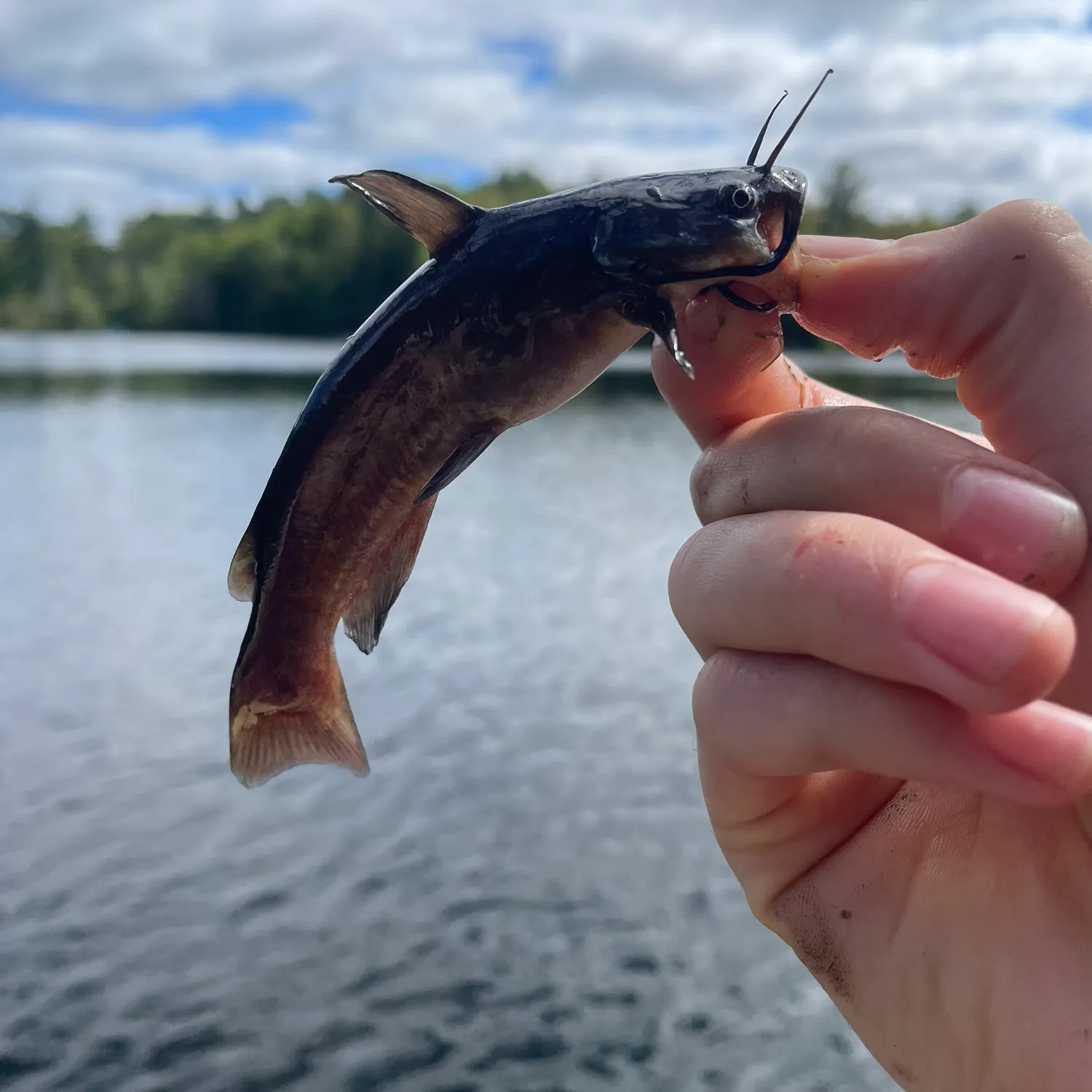 angler catch