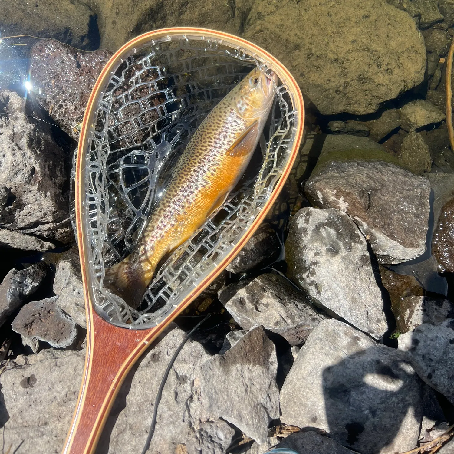 Tiger trout caught on Fishbrain