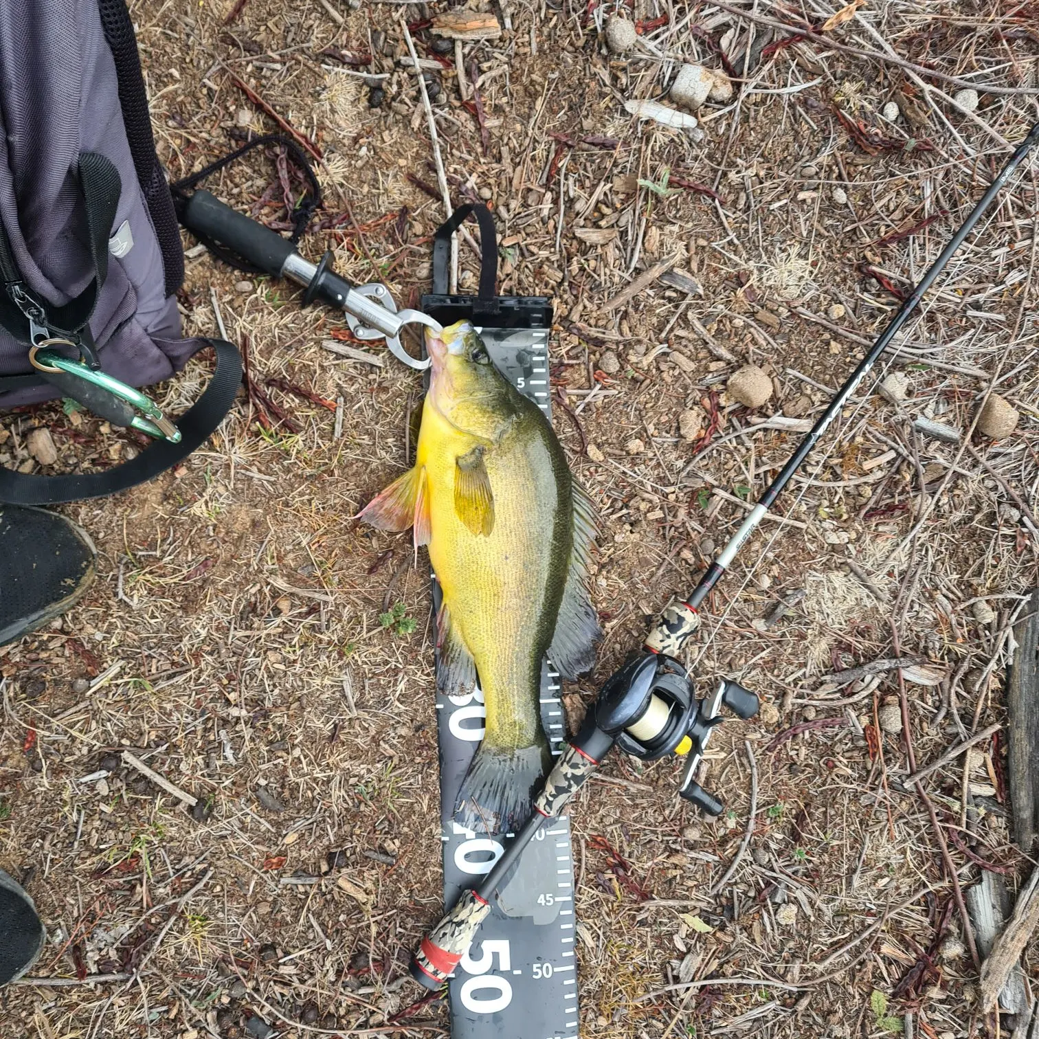 The most recent Golden perch catches on Fishbrain