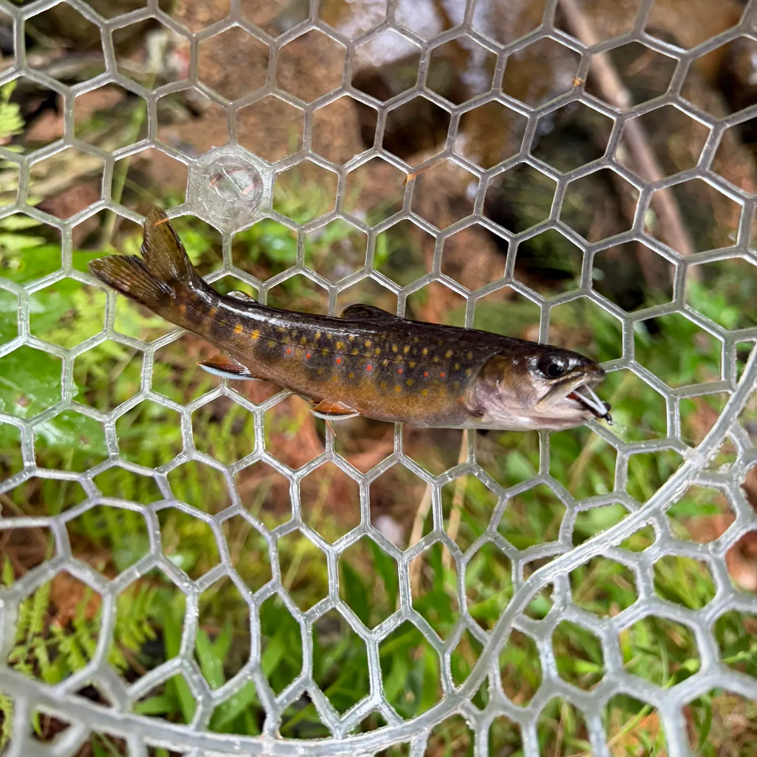 Brook trout caught on Fishbrain