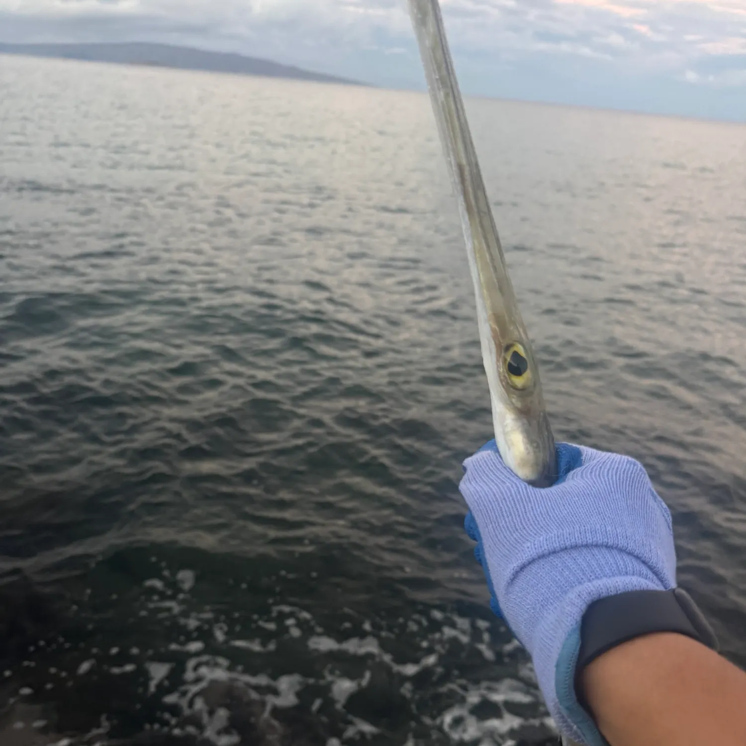 Fish caught on Fishbrain