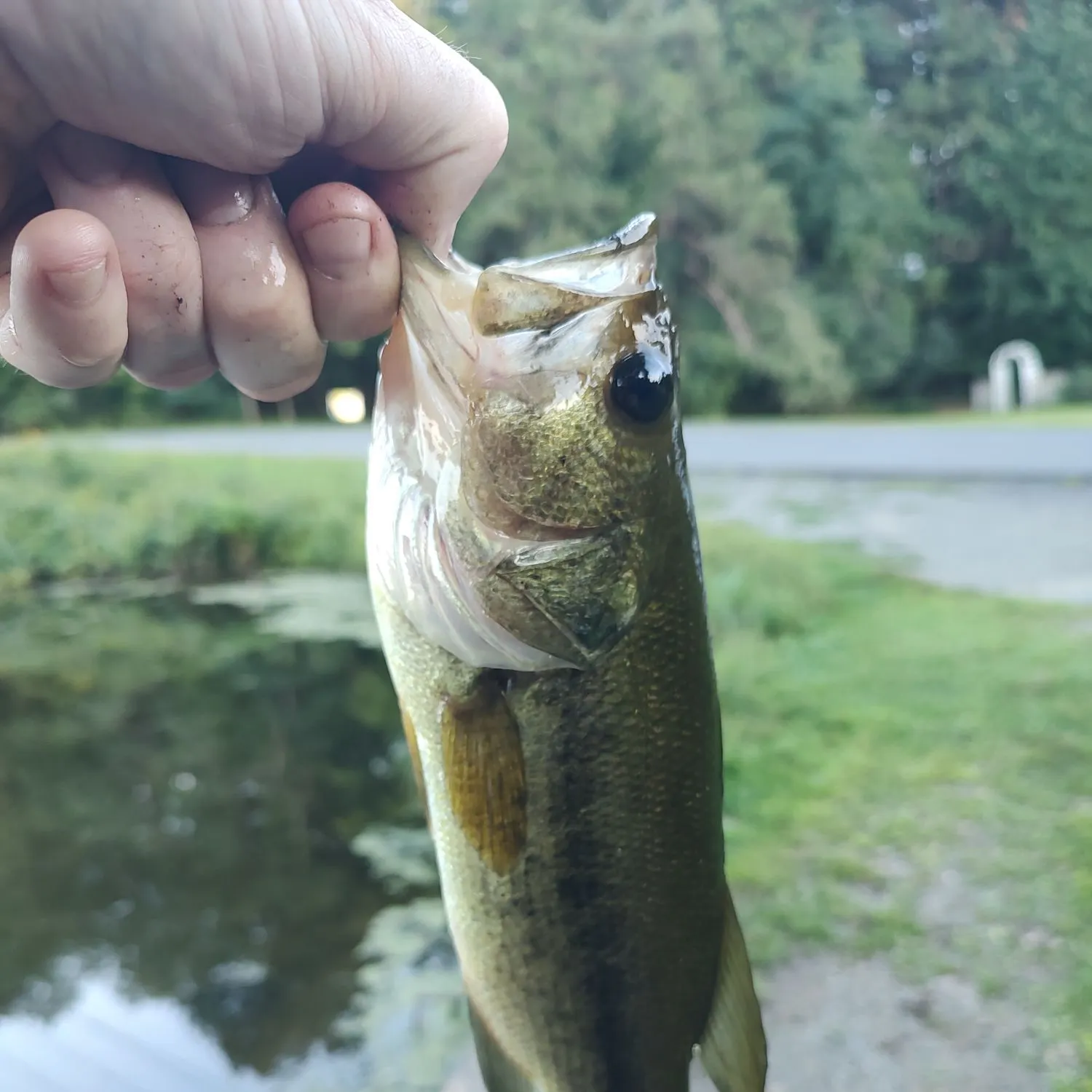 Largemouth bass caught on Fishbrain