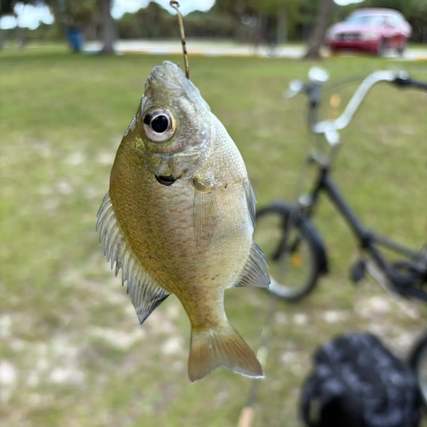 Bluegill caught on Fishbrain