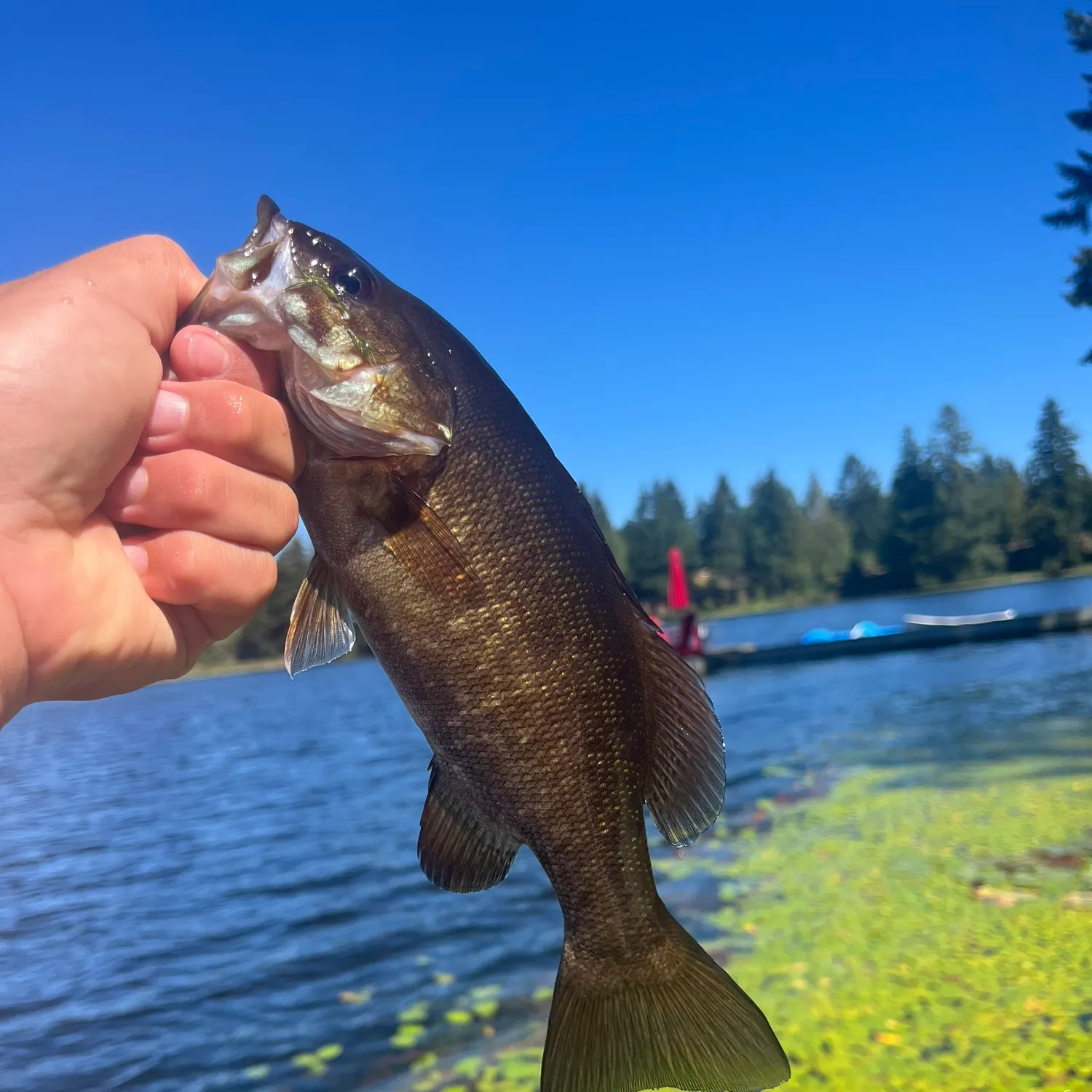 Smallmouth bass caught on Fishbrain