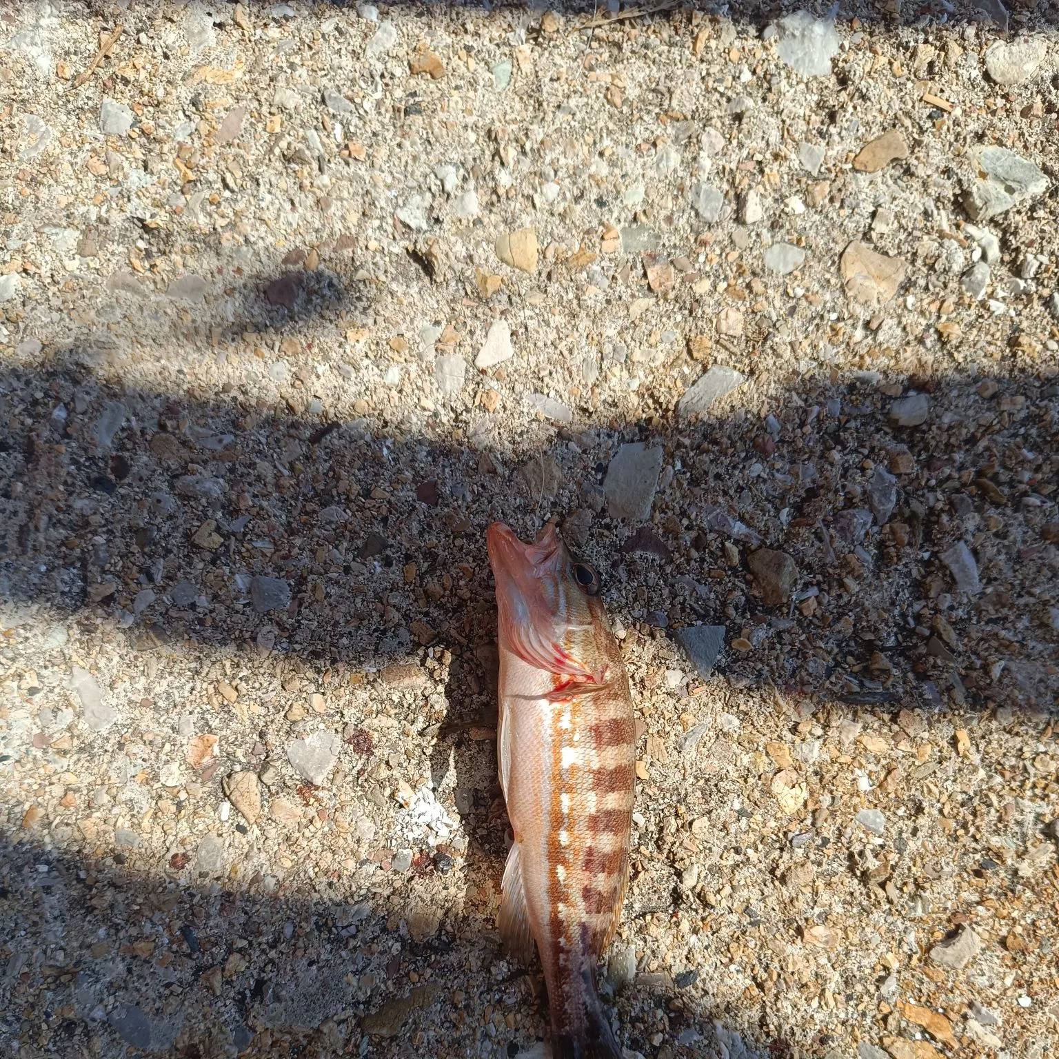 The most recent Comber catches on Fishbrain