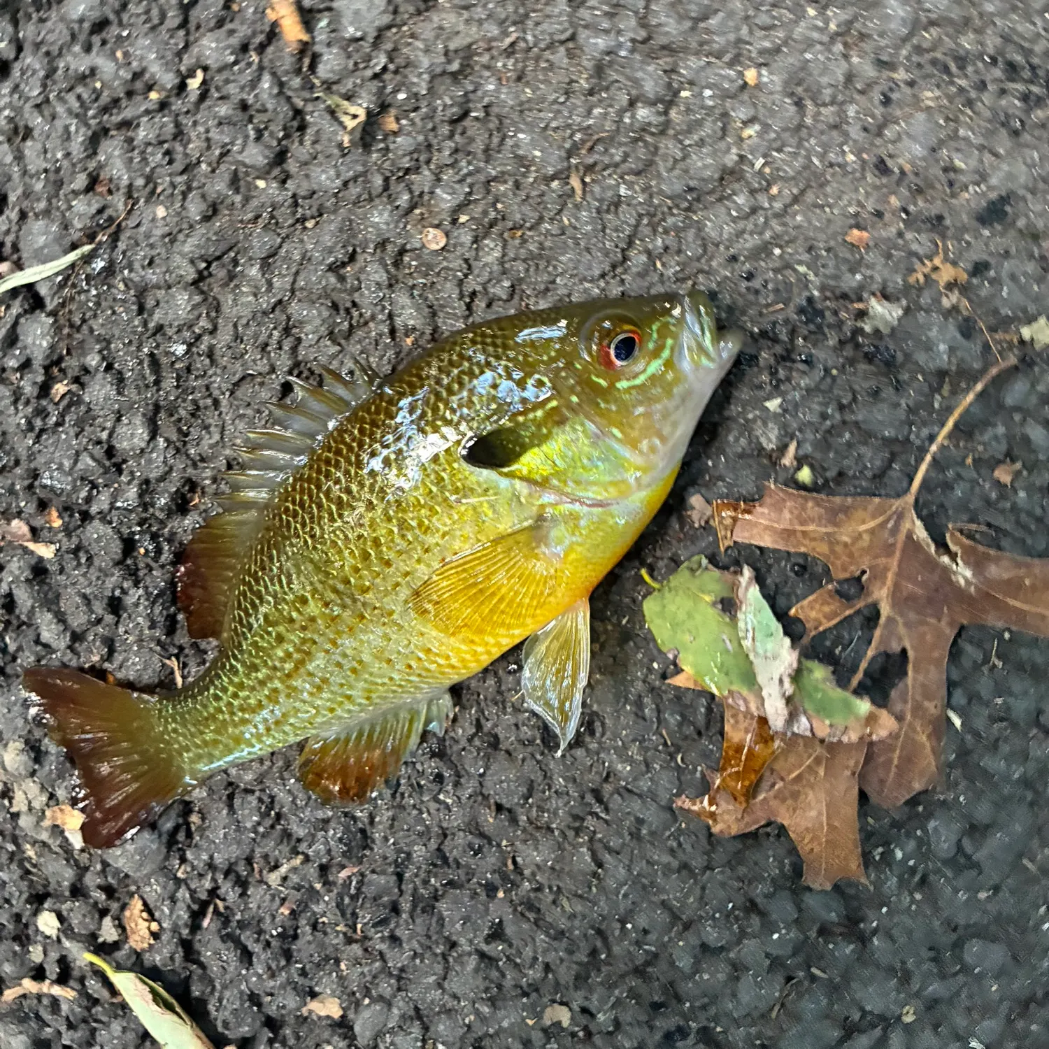 Redbreast sunfish caught on Fishbrain