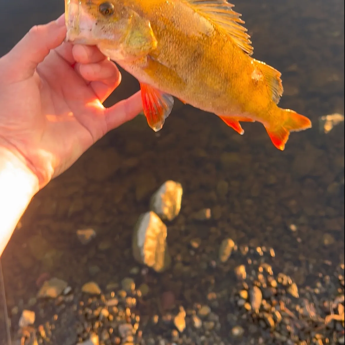 European perch caught on Fishbrain