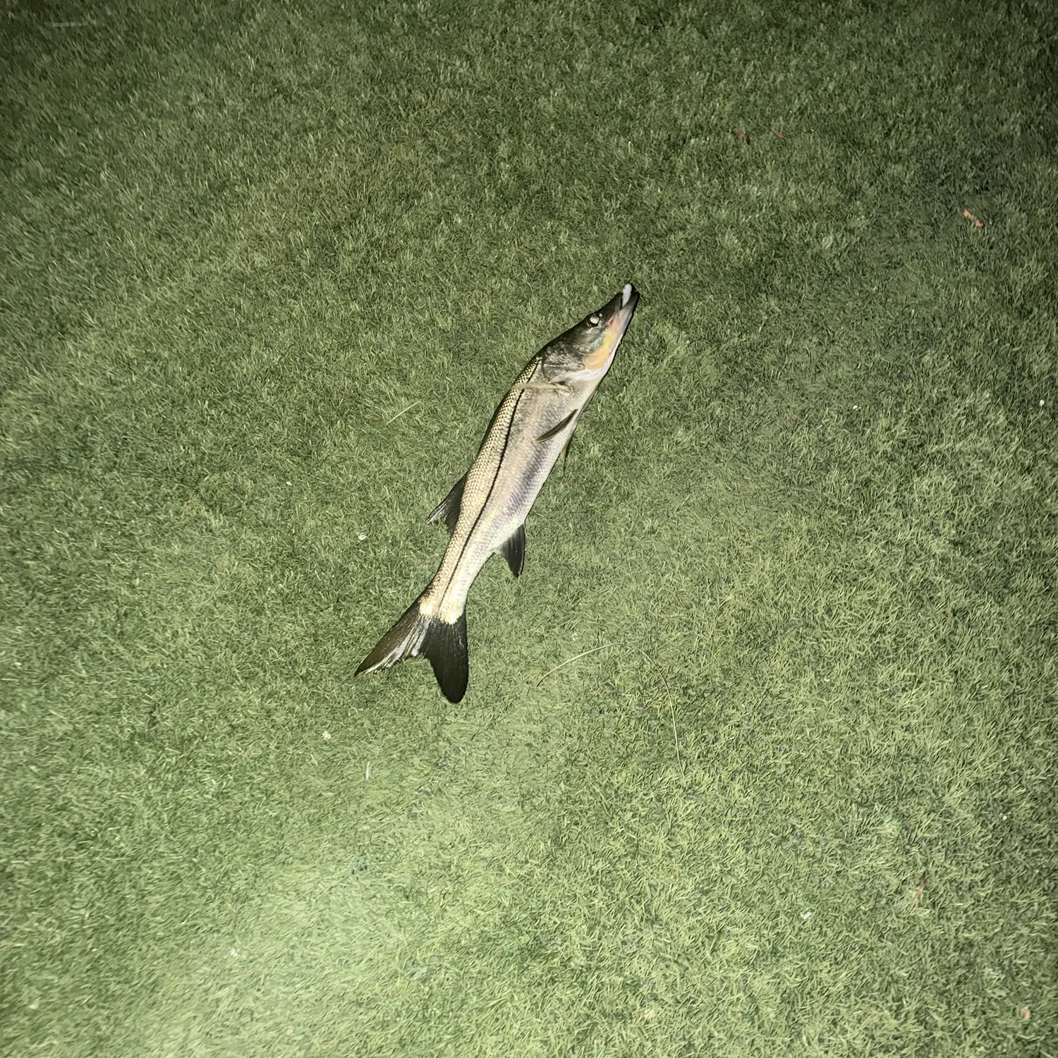 Common snook caught on Fishbrain