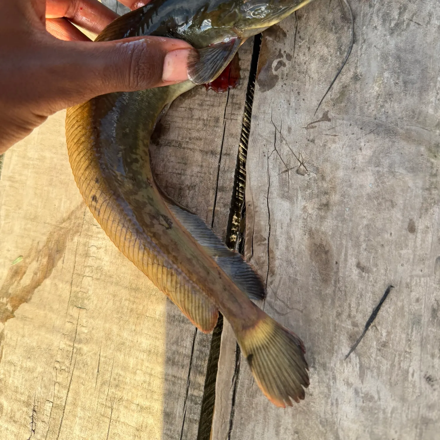 recently logged catches