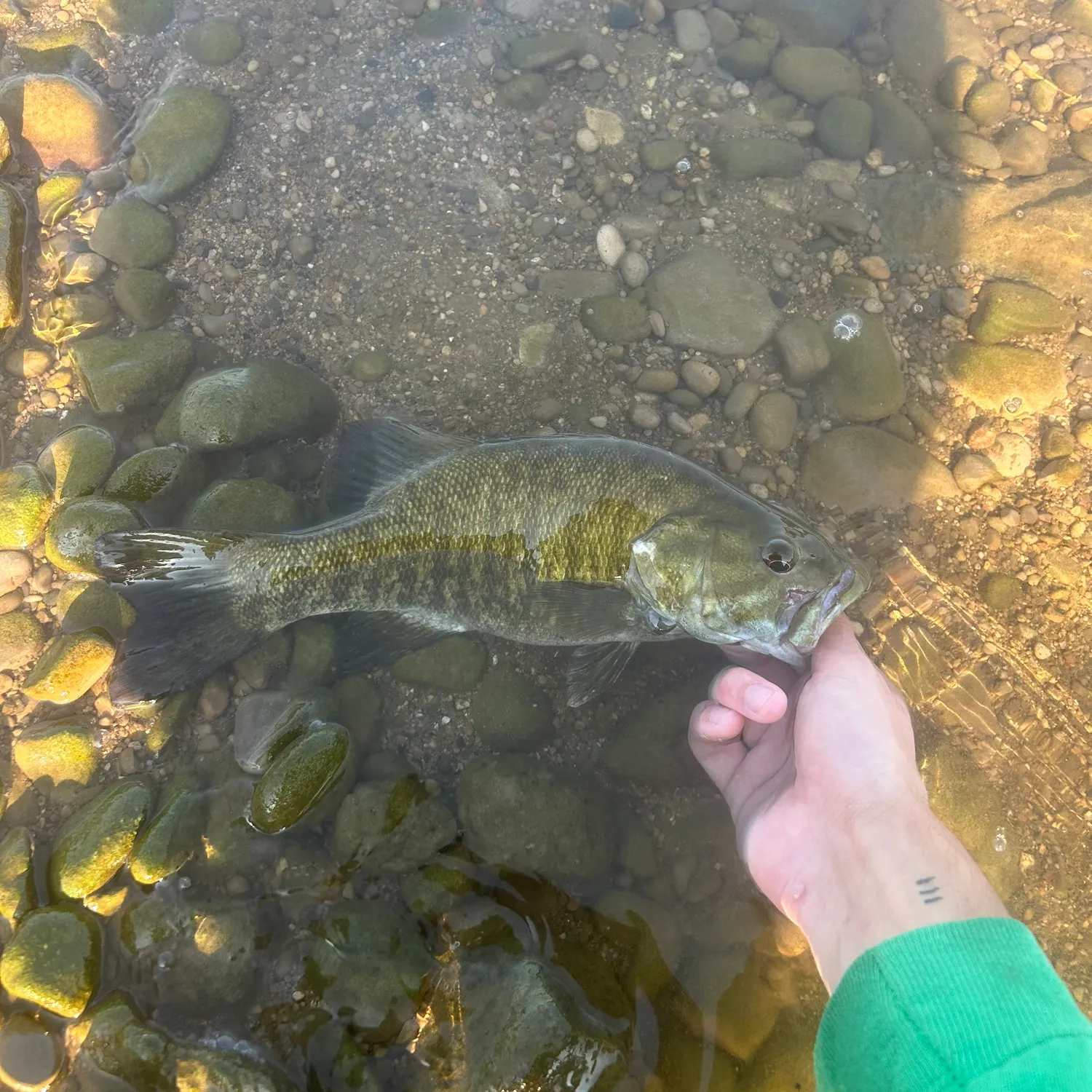 Smallmouth bass caught on Fishbrain