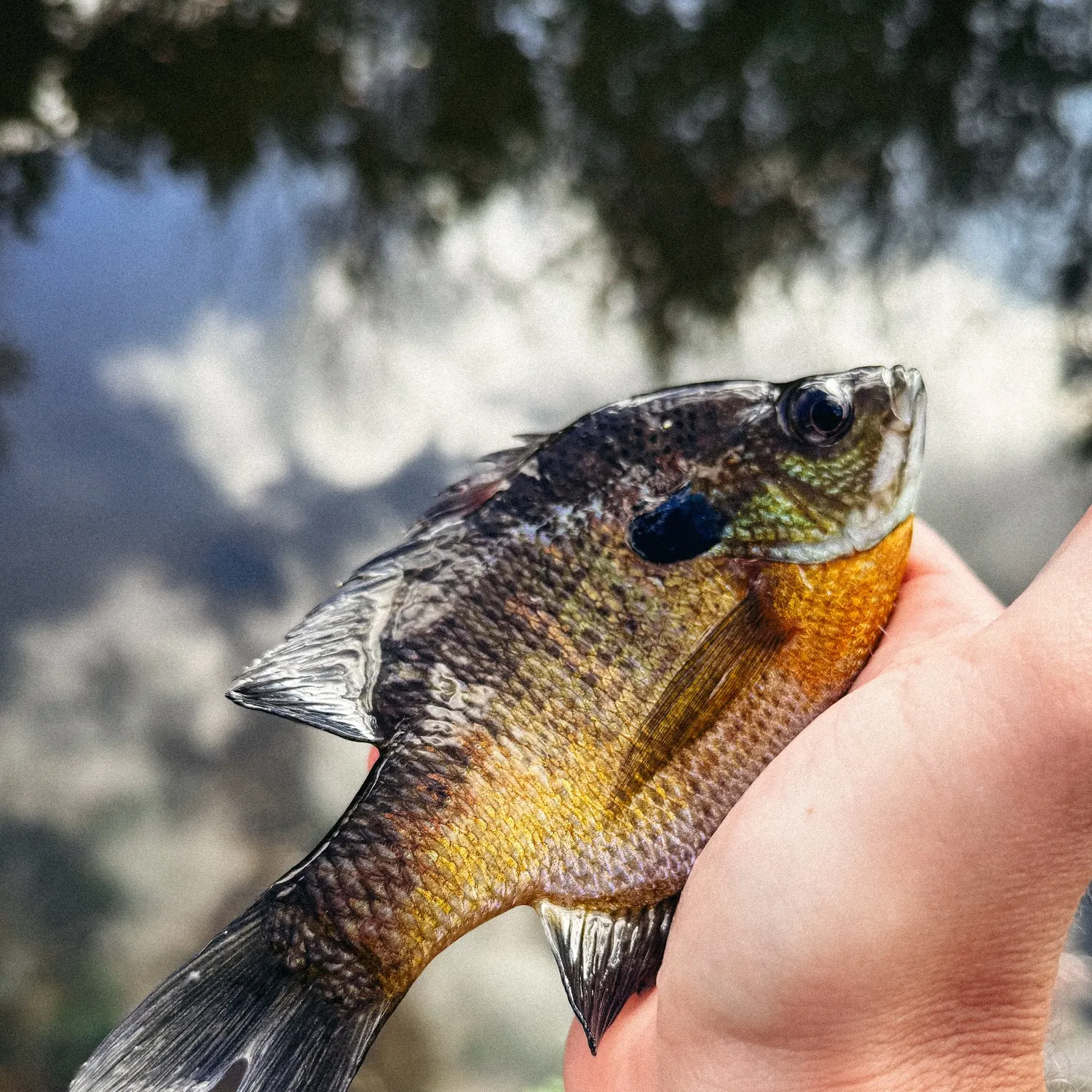 The most recent Bluegill catches on Fishbrain