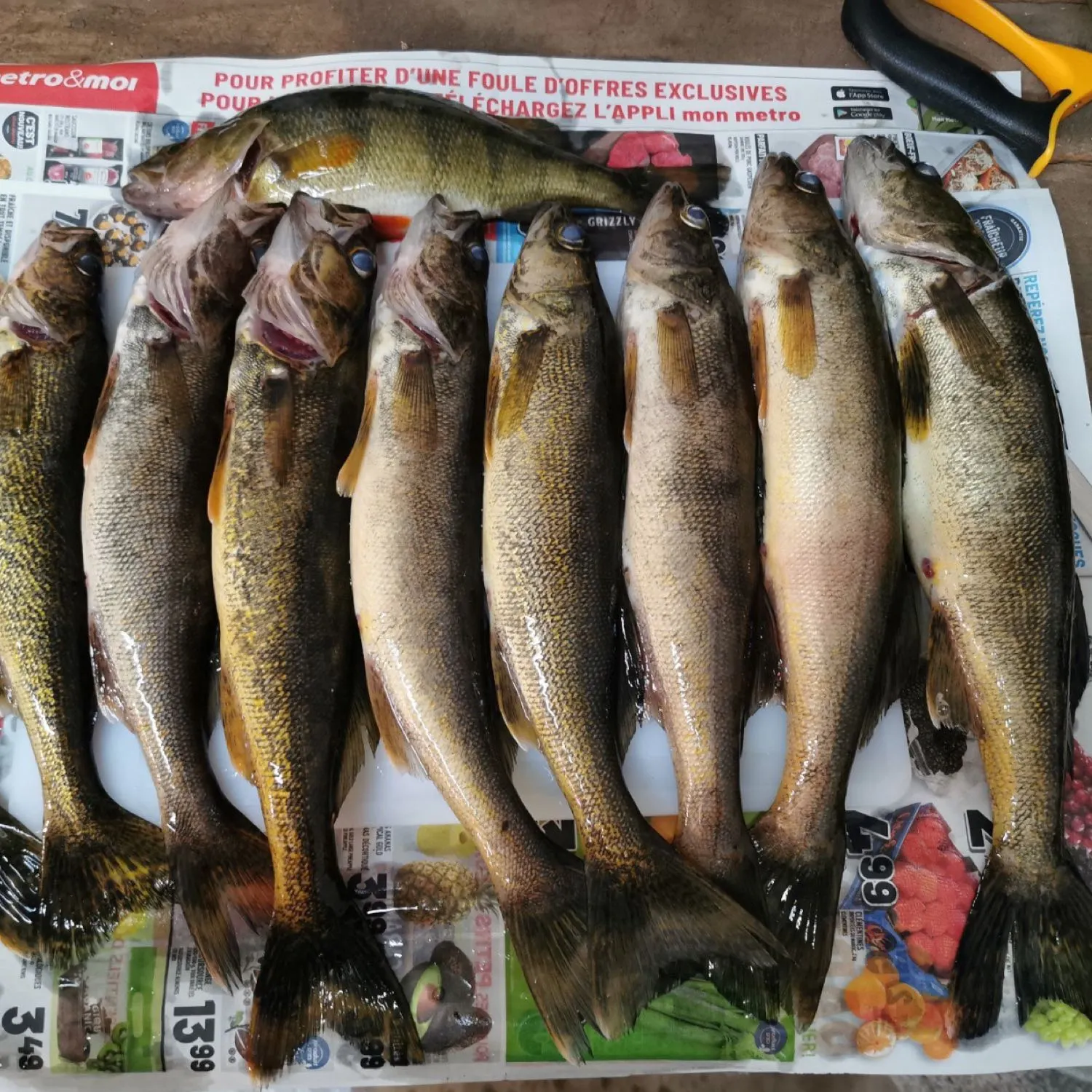 recently logged catches