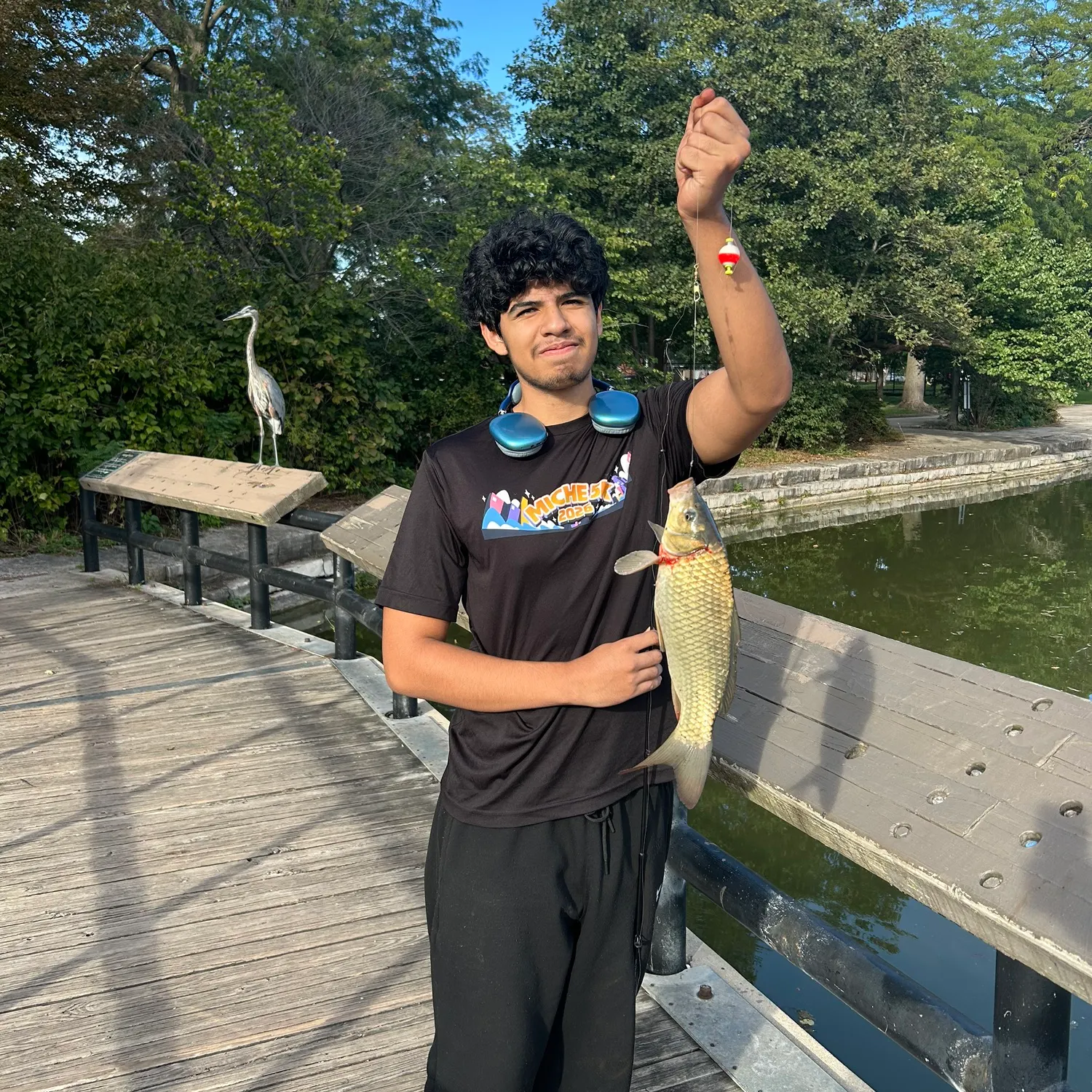 Common carp caught on Fishbrain