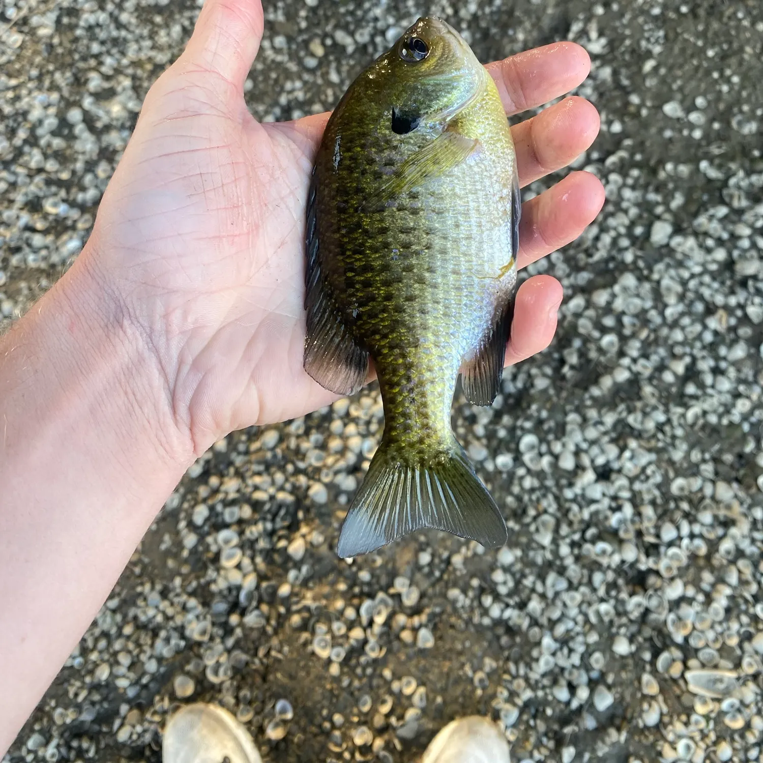 Bluegill caught on Fishbrain