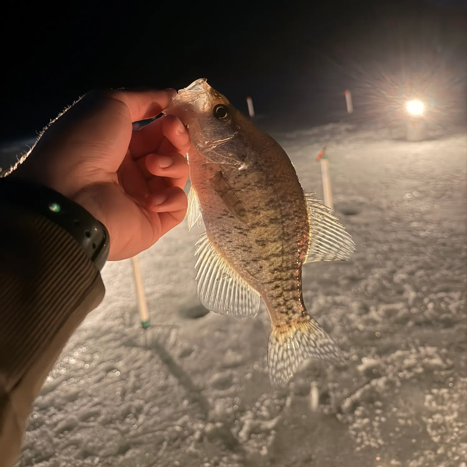 recently logged catches