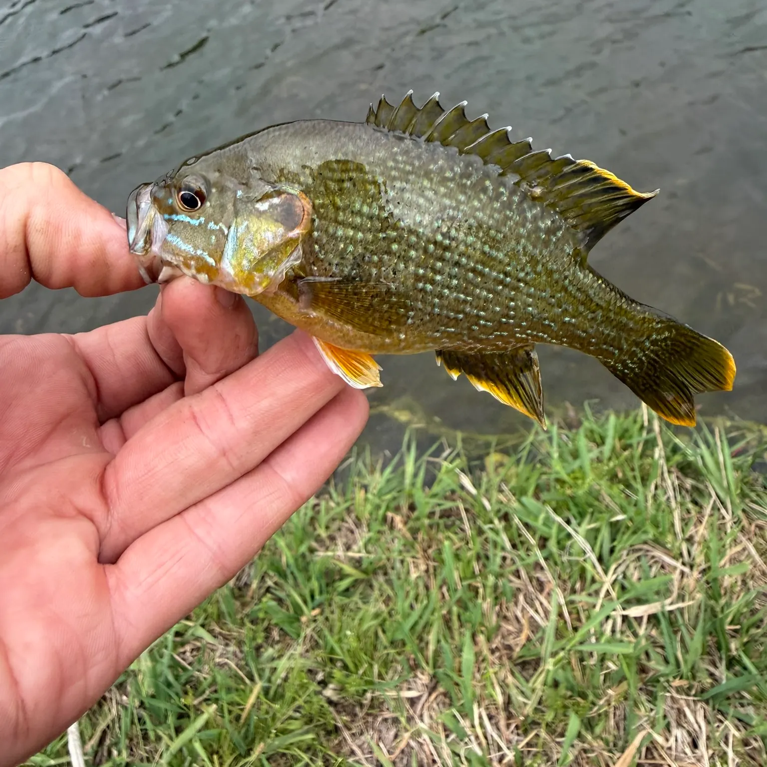 Green sunfish caught on Fishbrain