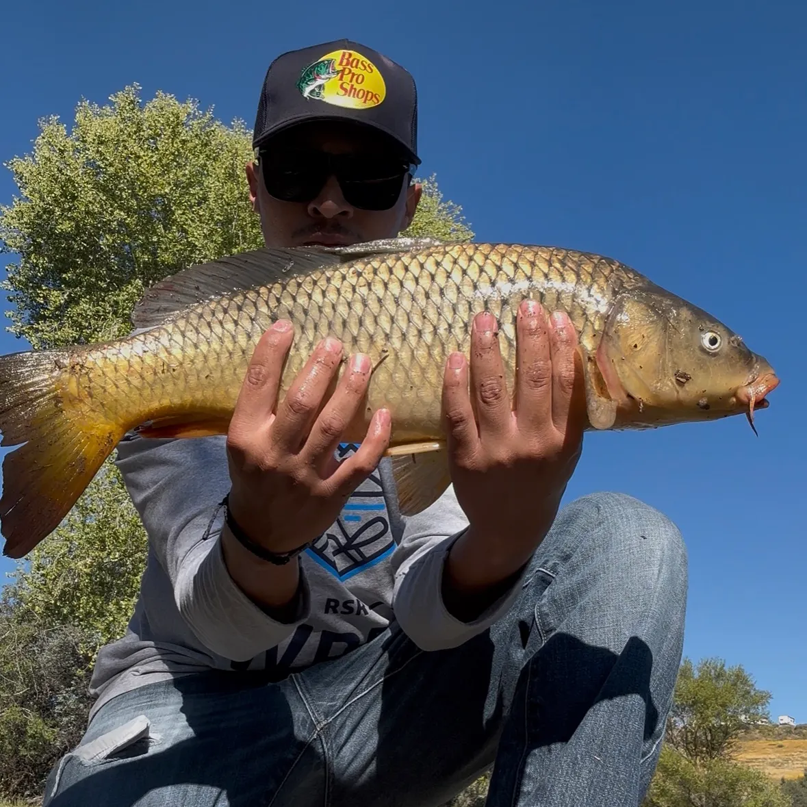 Common carp caught on Fishbrain