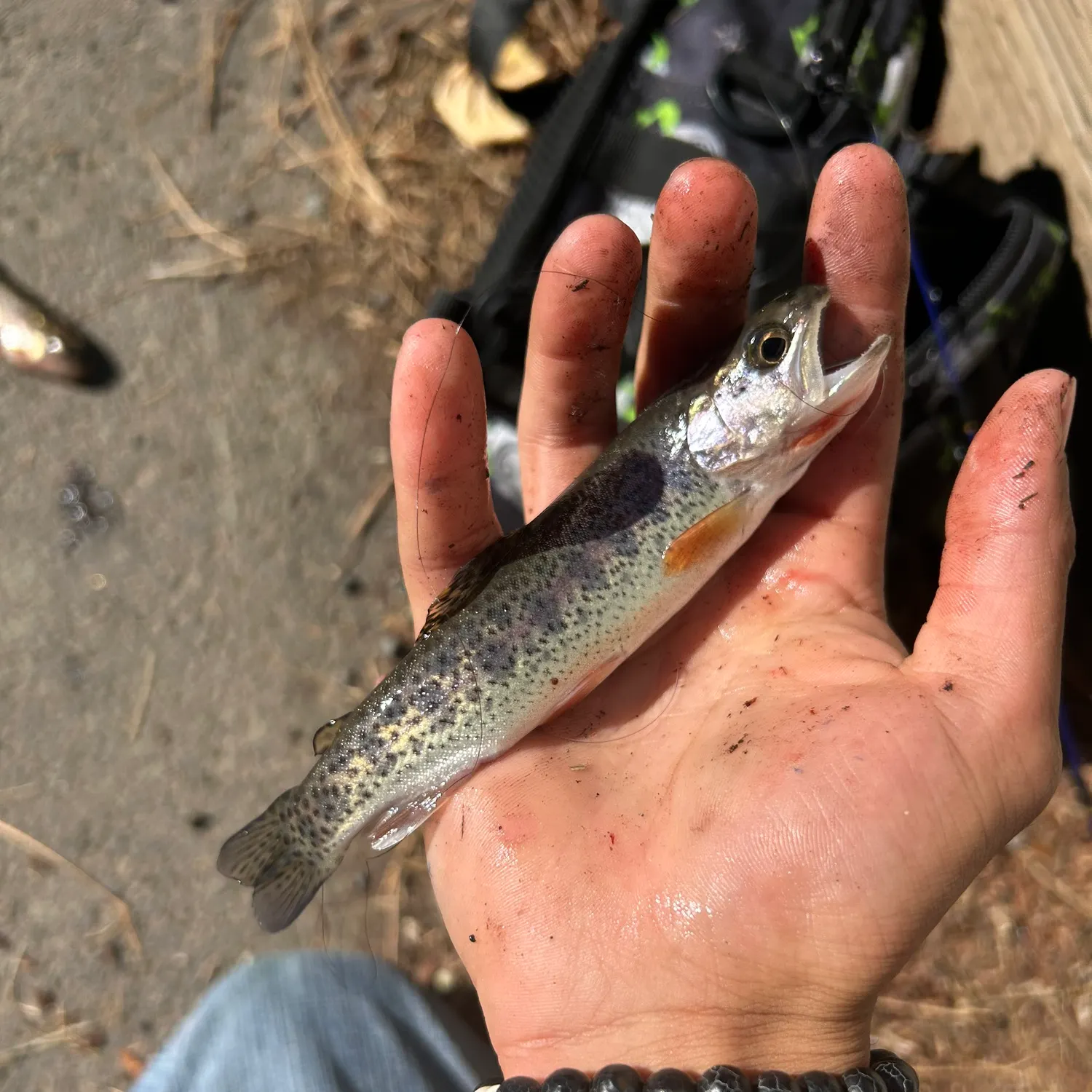 Westslope cutthroat trout caught on Fishbrain