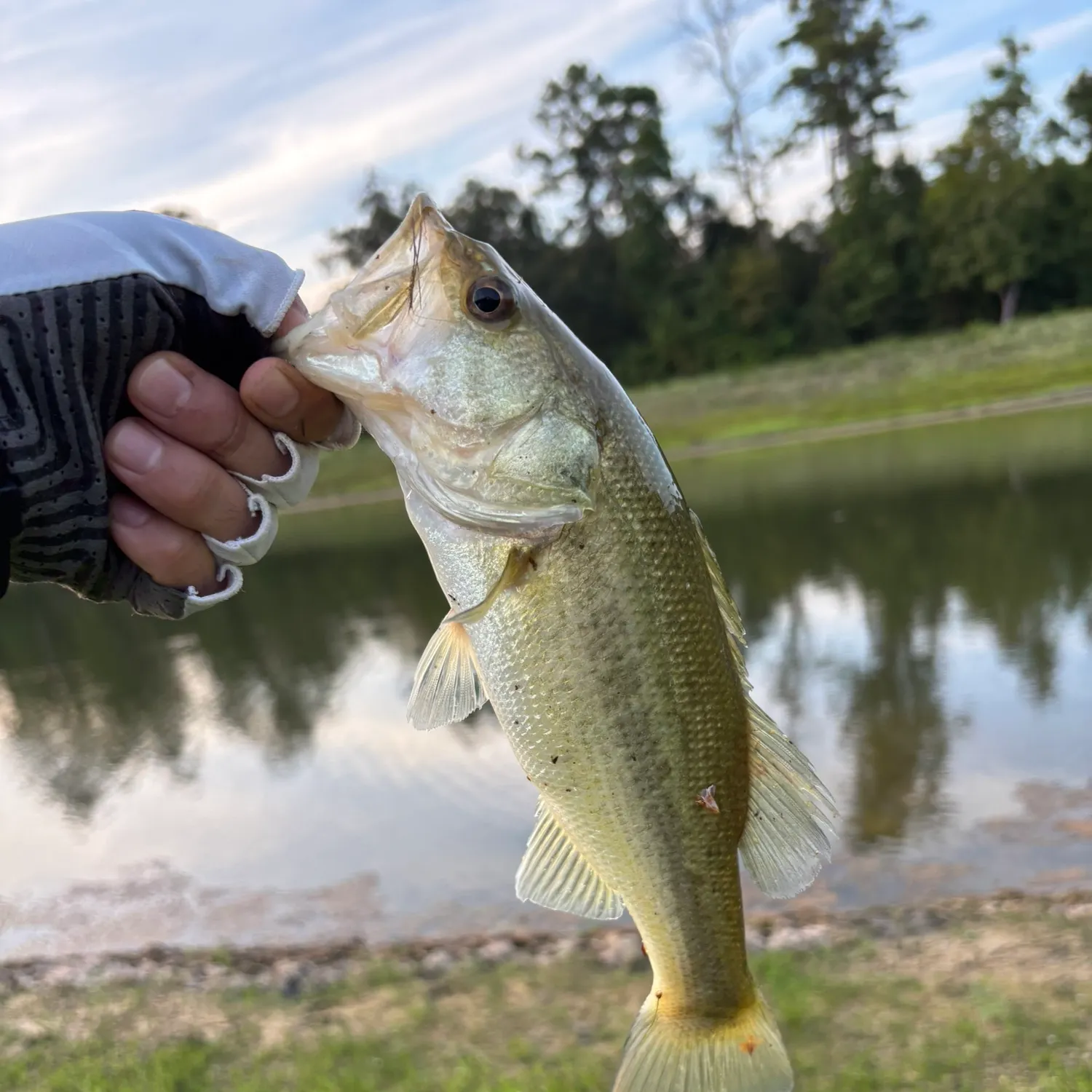 Fish caught on Fishbrain