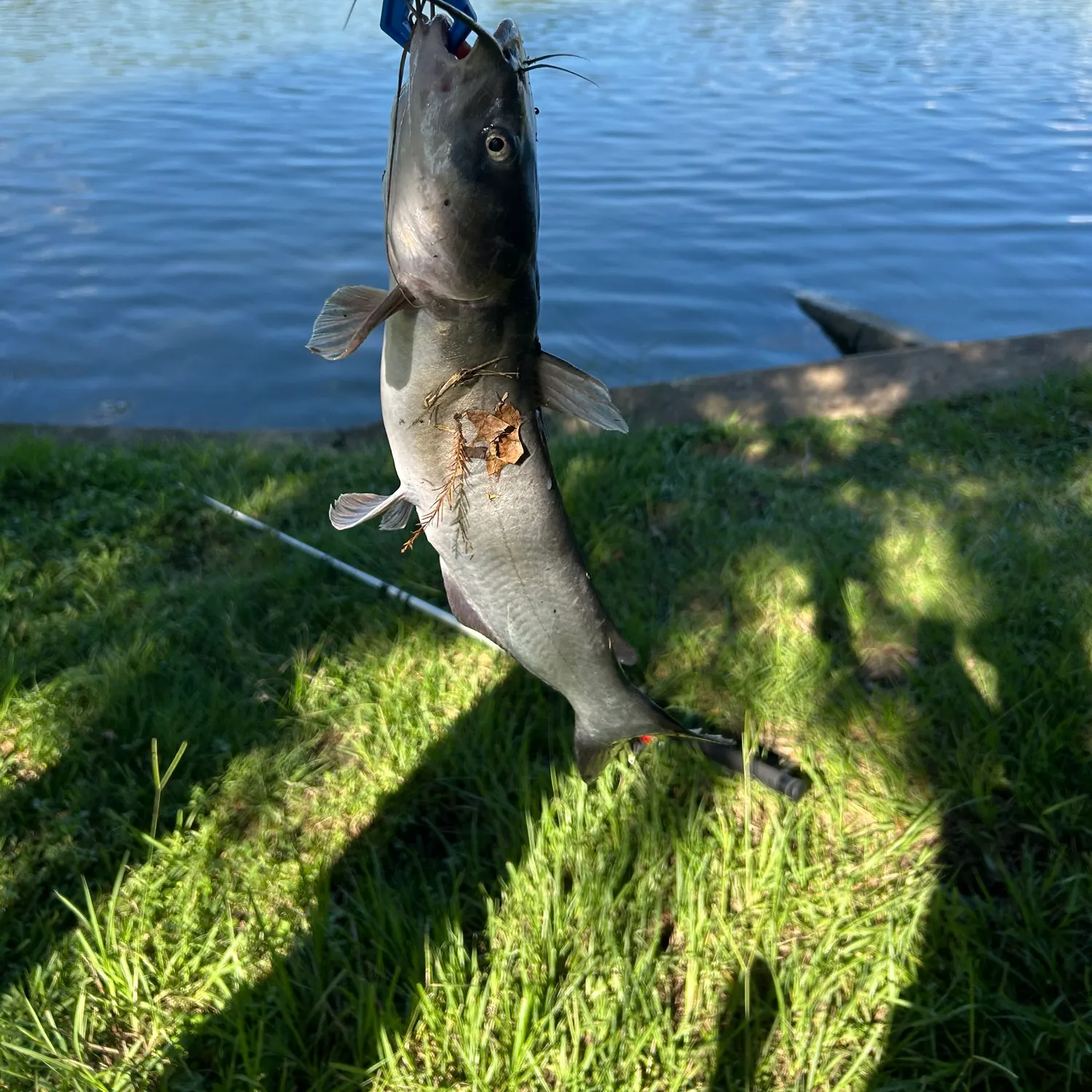 Channel catfish caught on Fishbrain