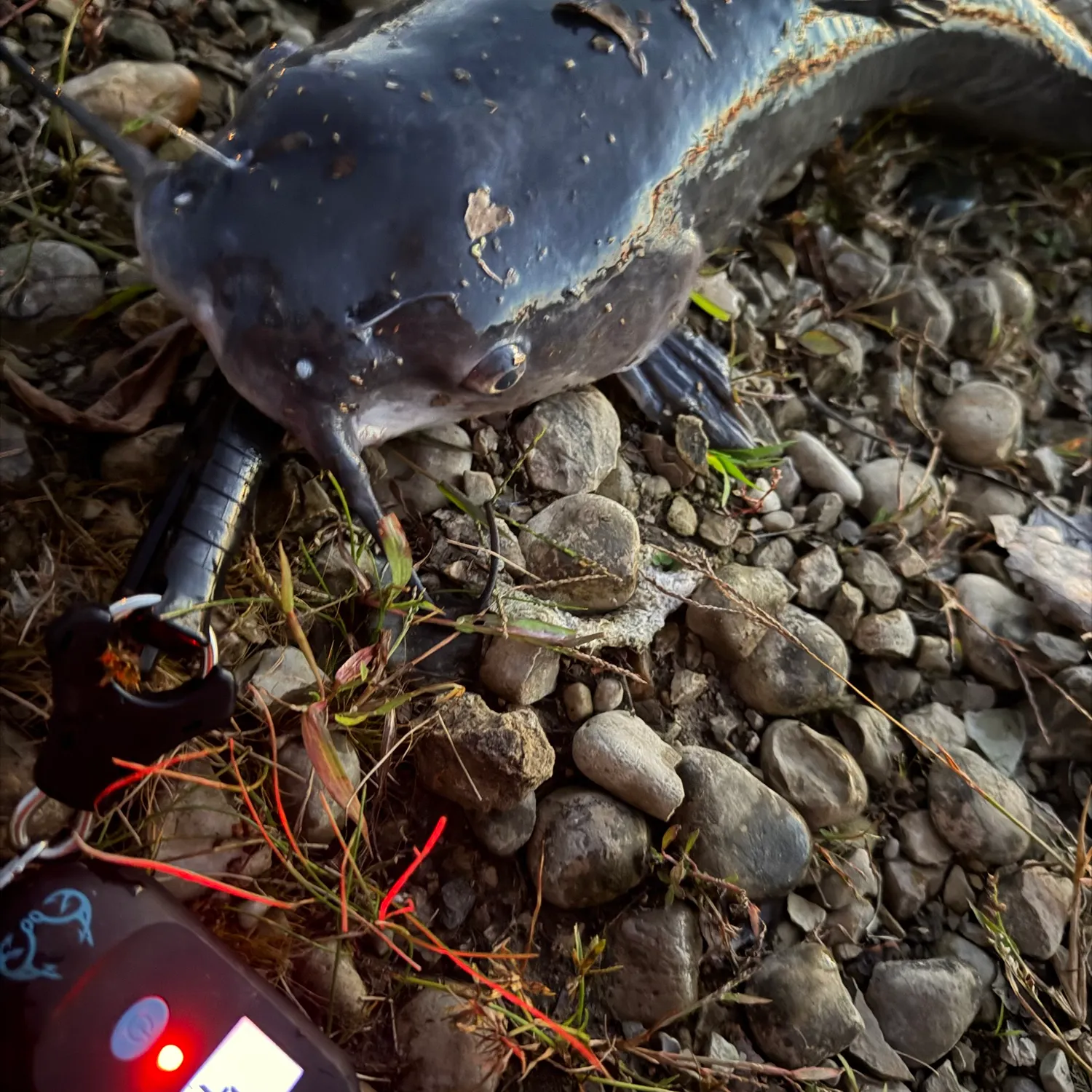 Channel catfish caught on Fishbrain