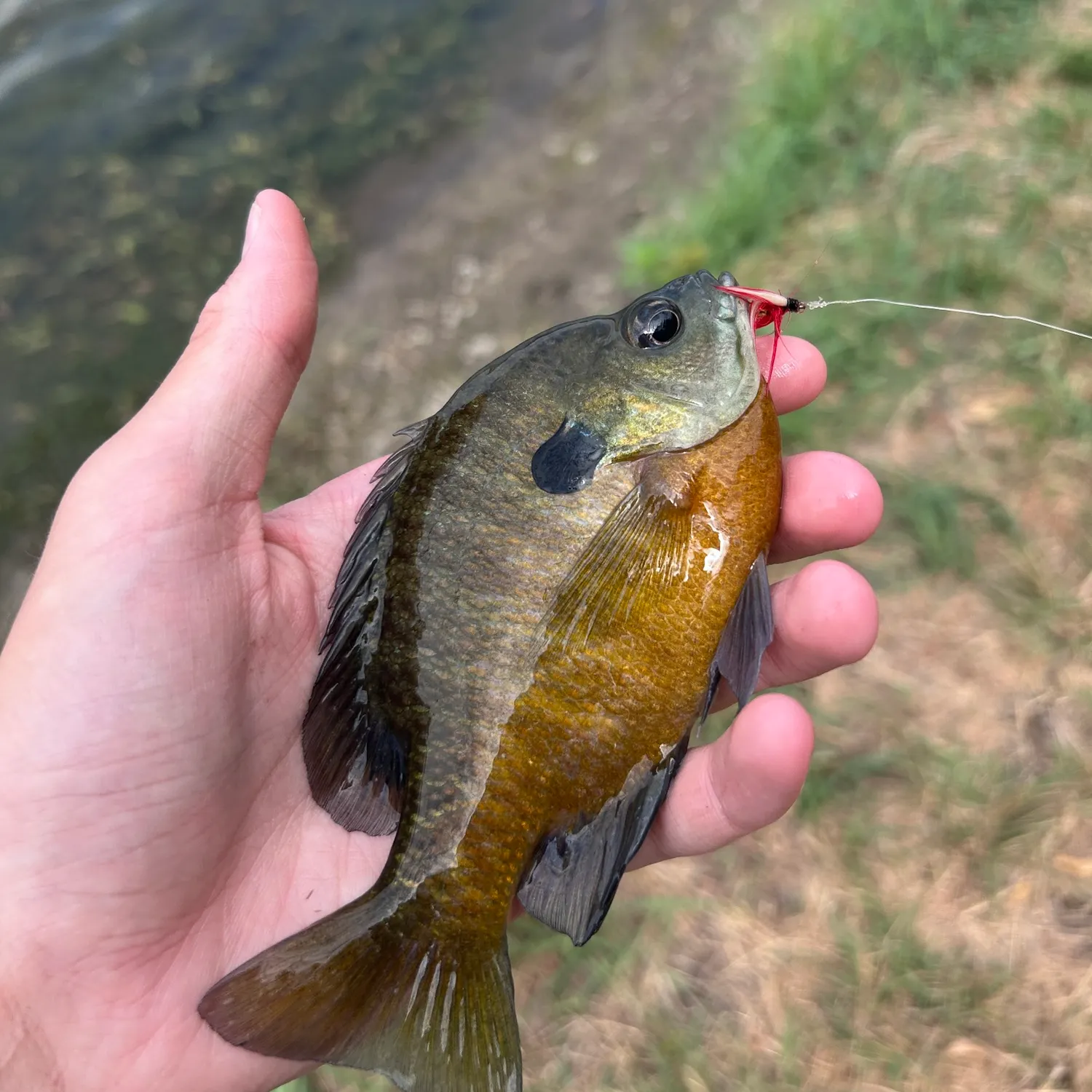Bluegill caught on Fishbrain
