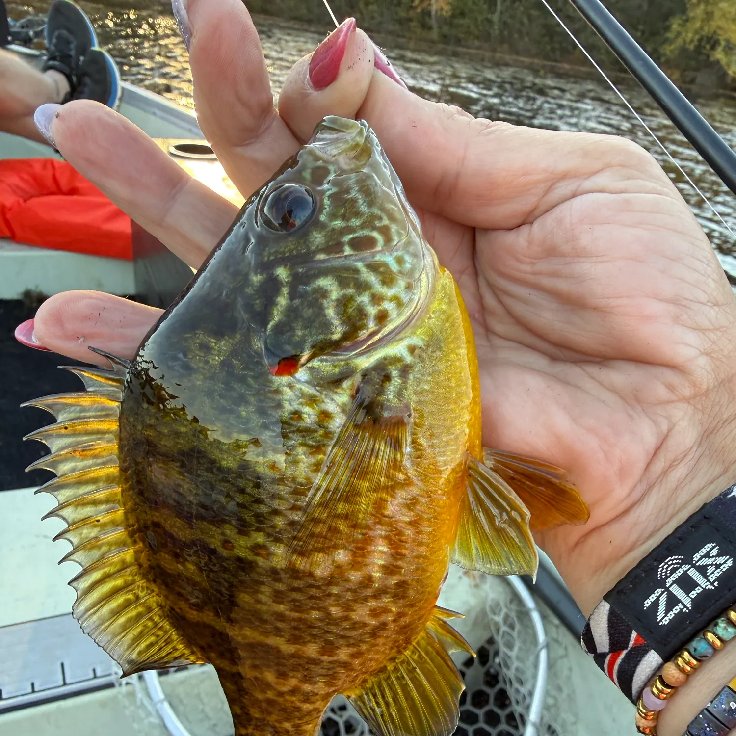 Pumpkinseed caught on Fishbrain
