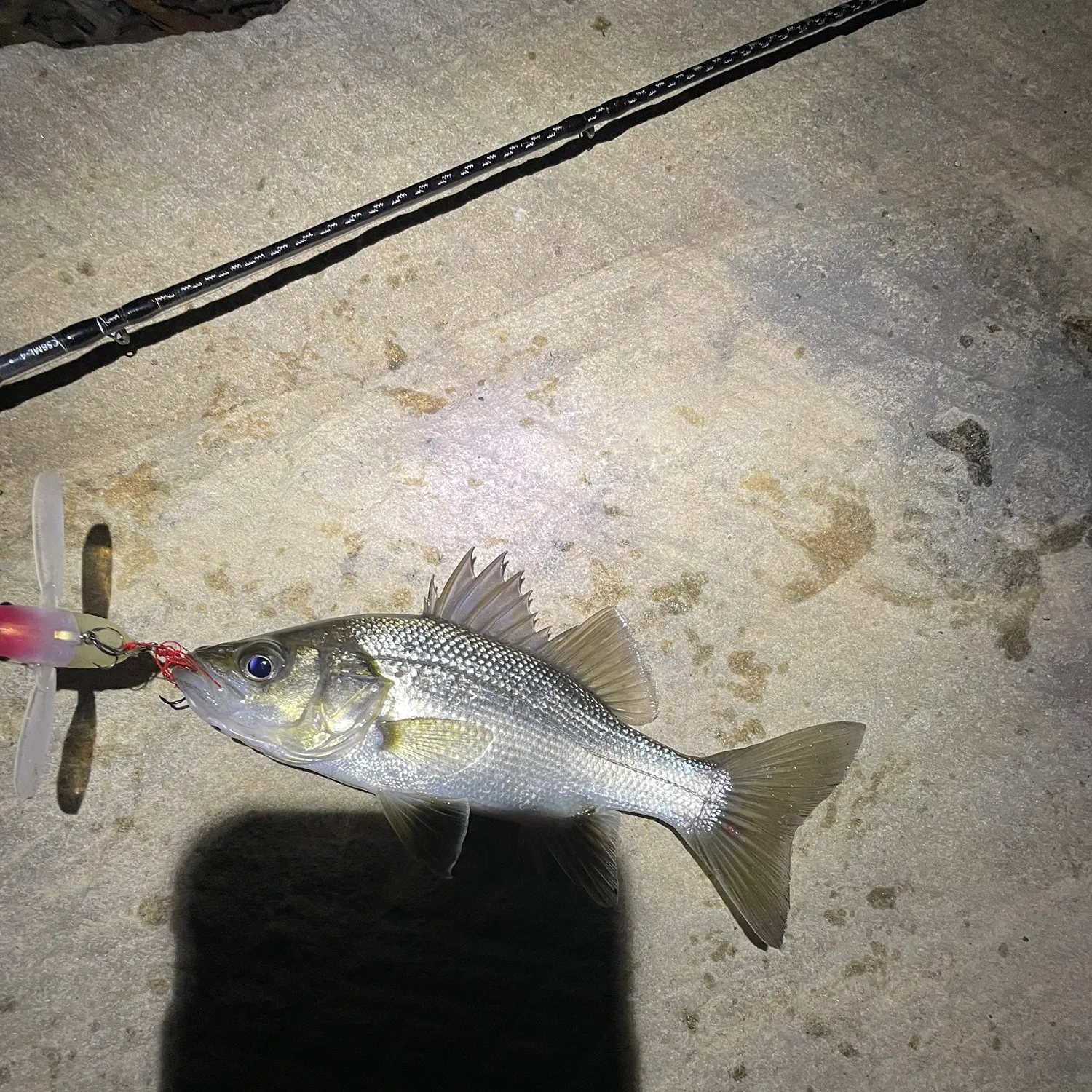 The most recent Australian bass catches on Fishbrain