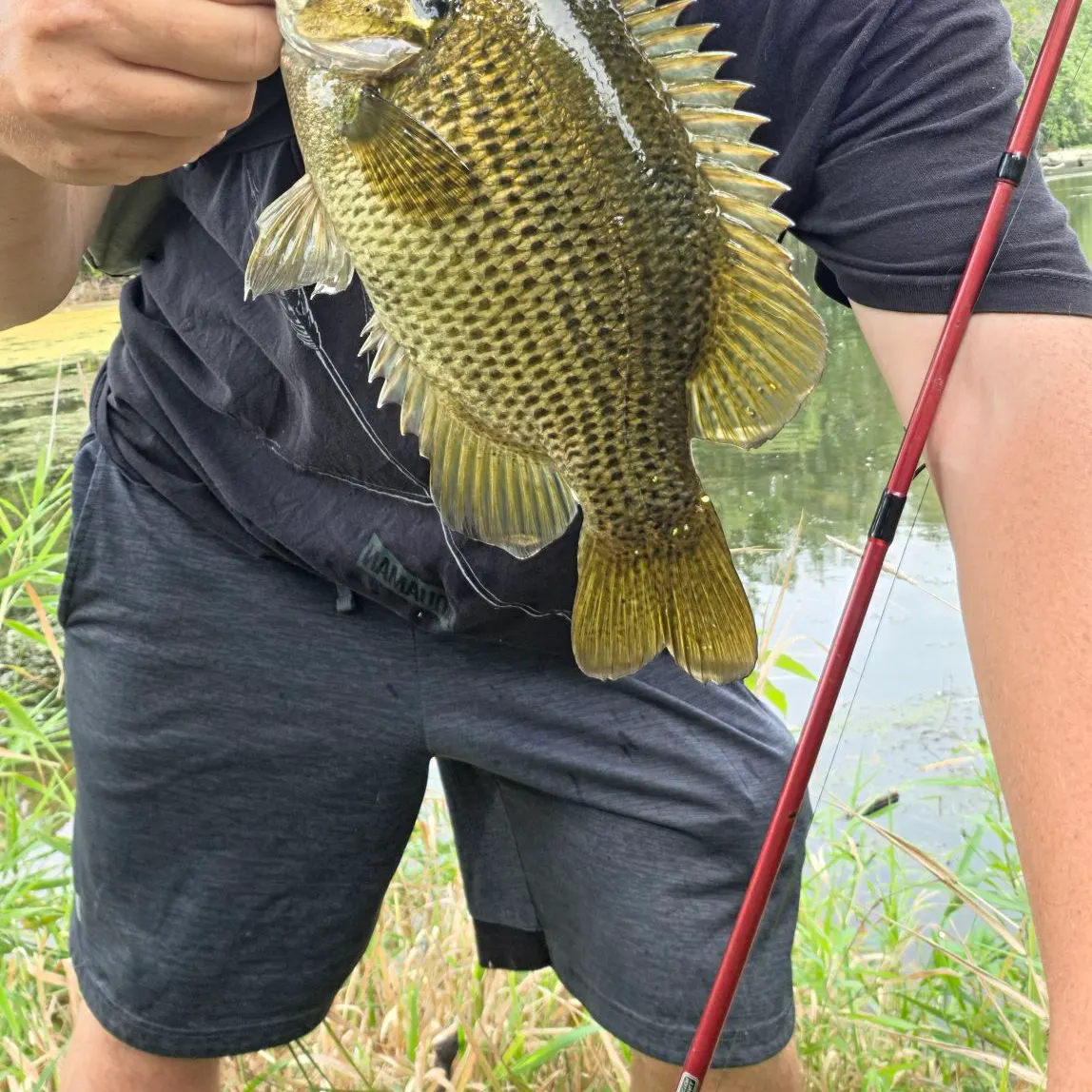 Rock bass caught on Fishbrain