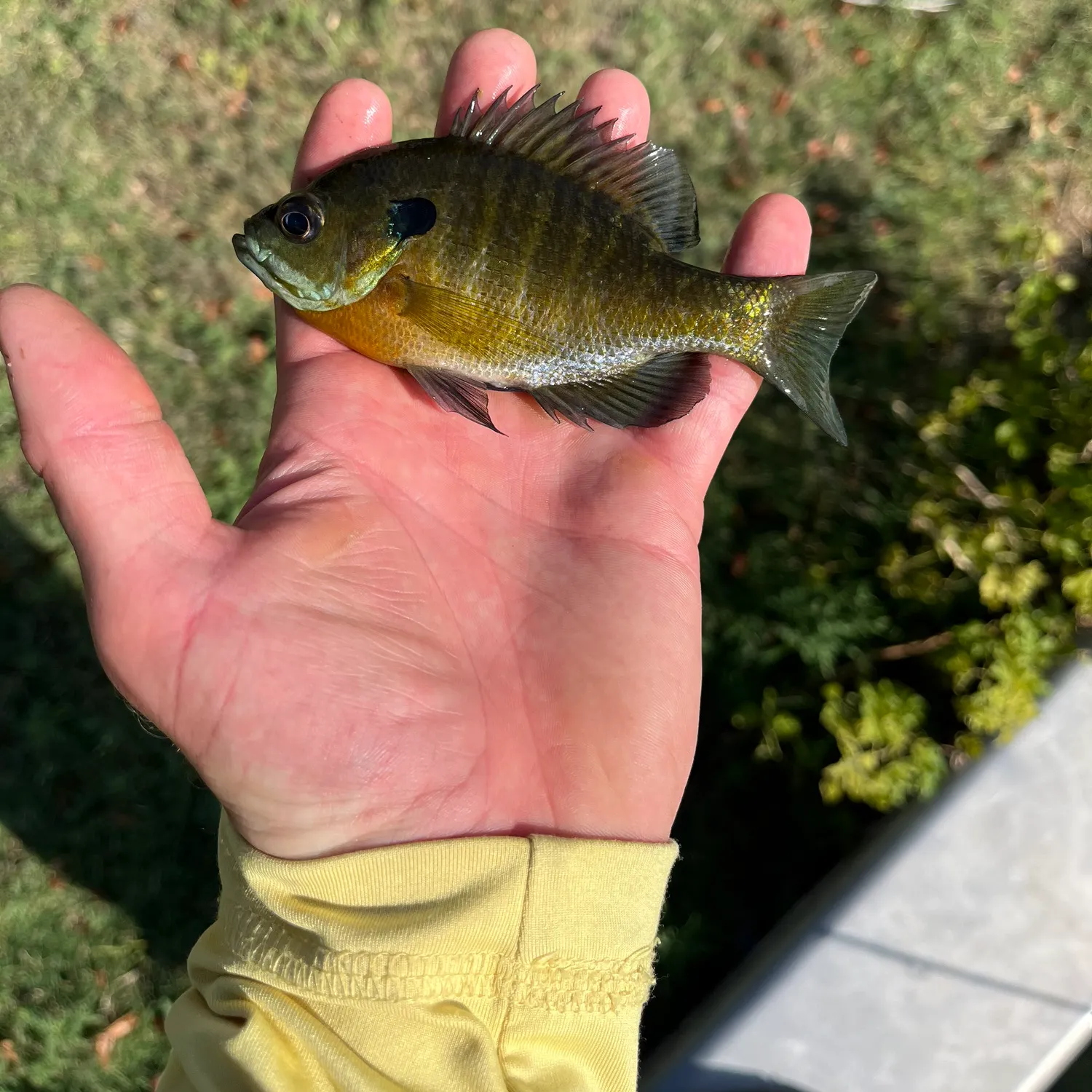 Bluegill caught on Fishbrain