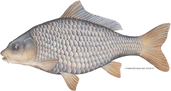 Ghost carp