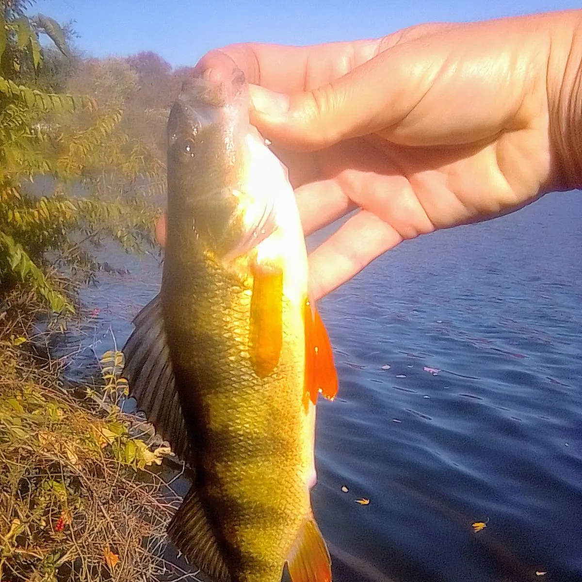 Yellow perch caught on Fishbrain