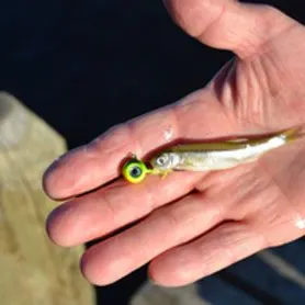 The most recent Silverjaw minnow catches on Fishbrain