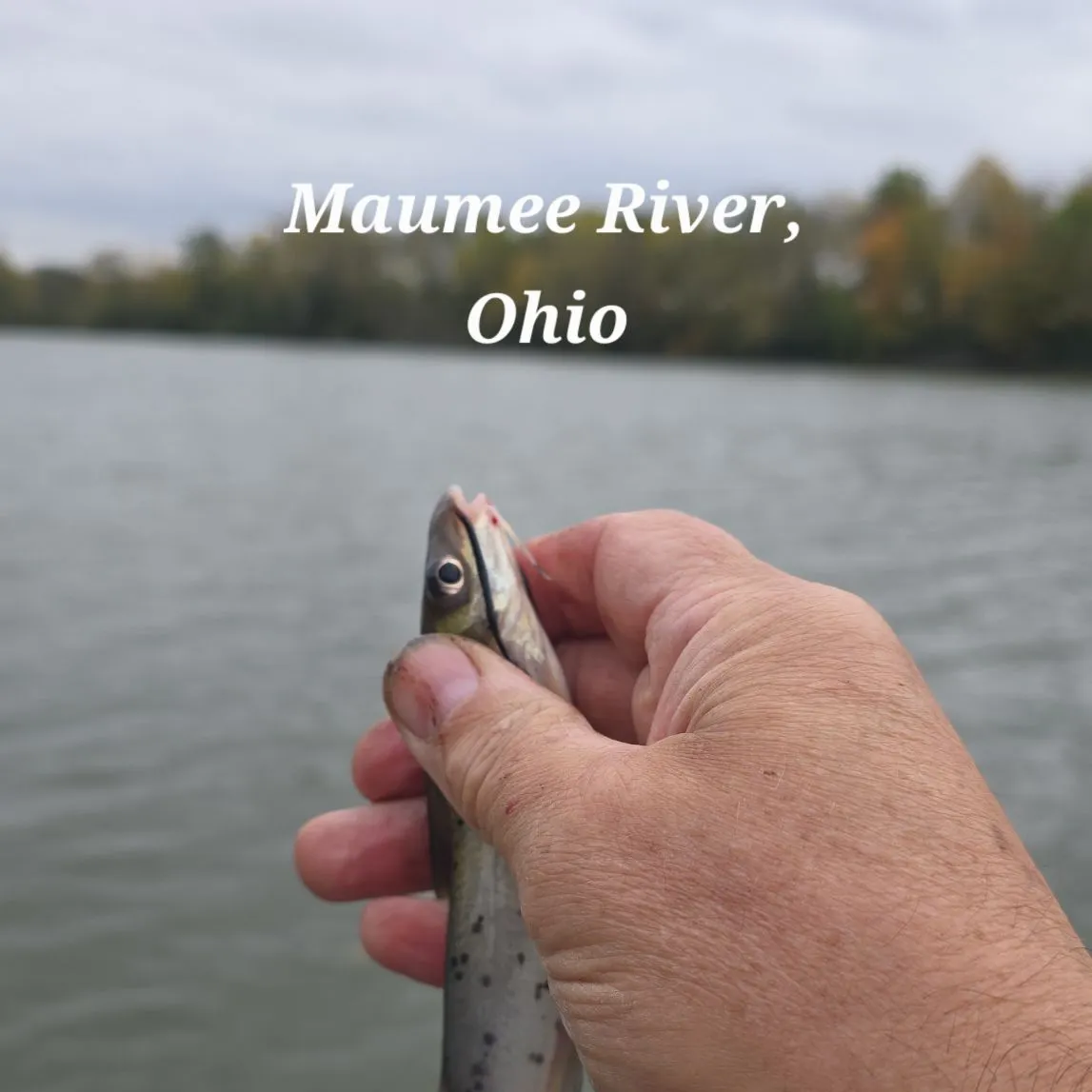 Channel catfish caught on Fishbrain