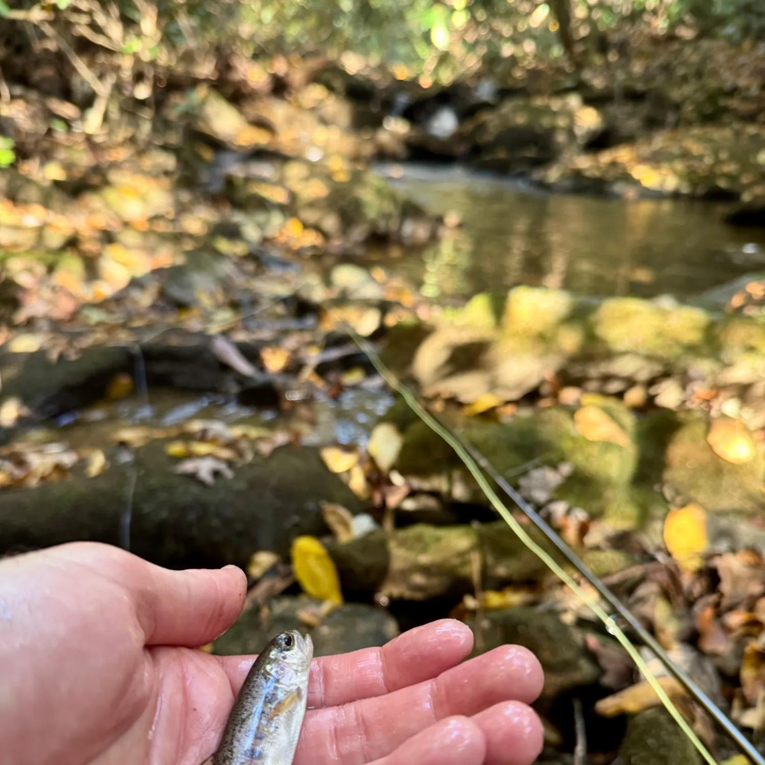 Rainbow trout caught on Fishbrain