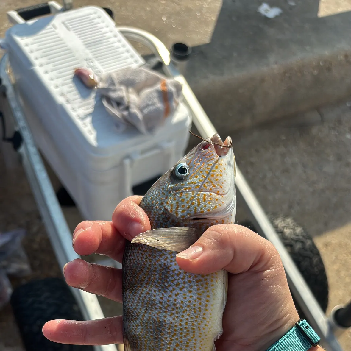 White grunt caught on Fishbrain