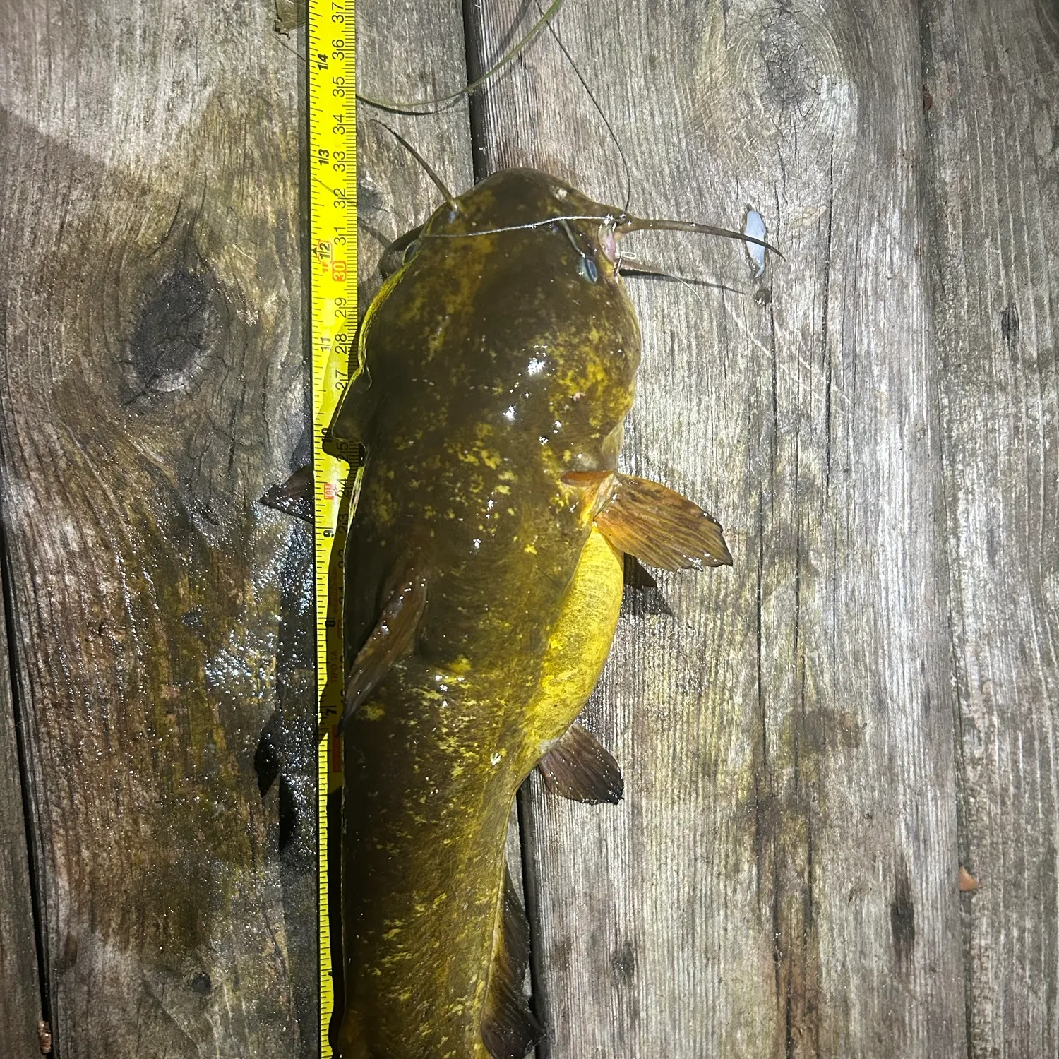 Brown bullhead caught on Fishbrain