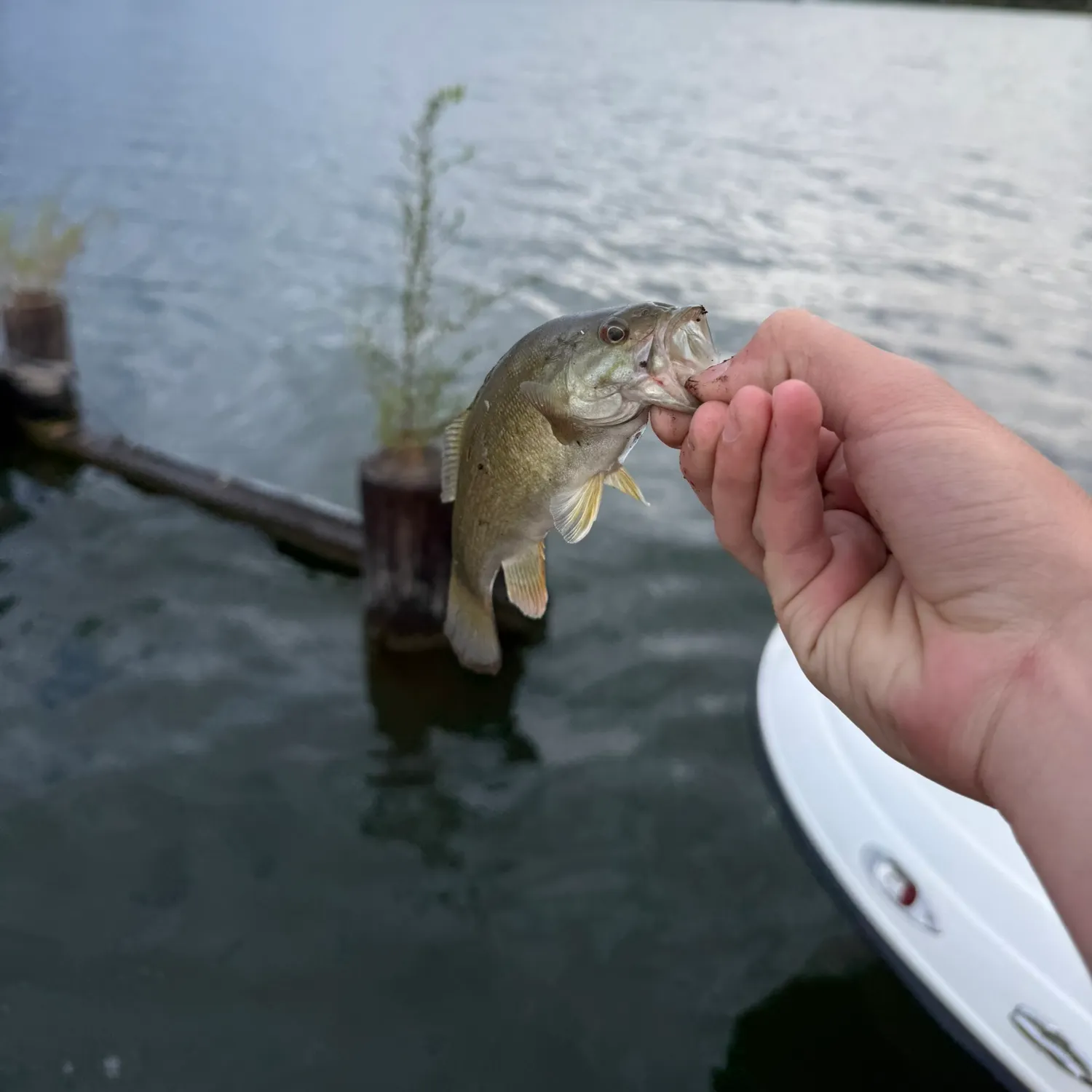 Smallmouth bass caught on Fishbrain