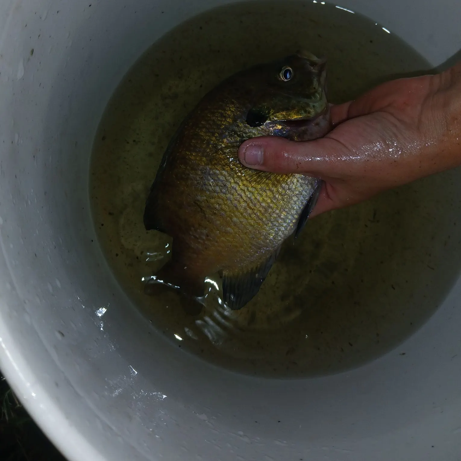 catch