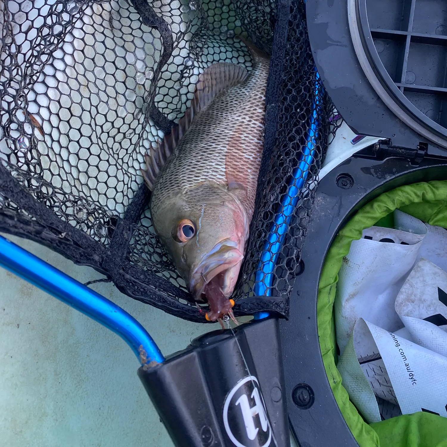 The most recent Mangrove red snapper catches on Fishbrain