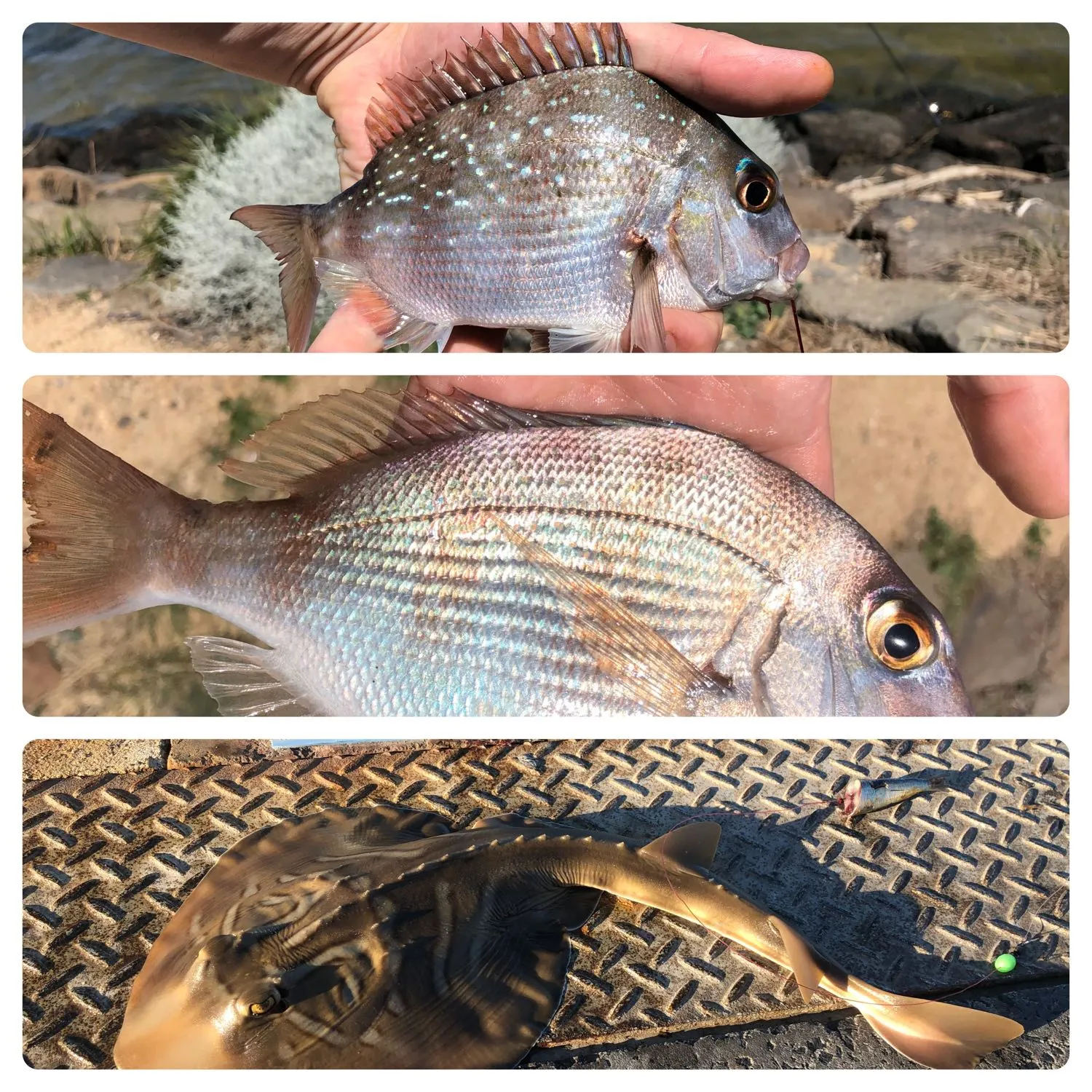 recently logged catches