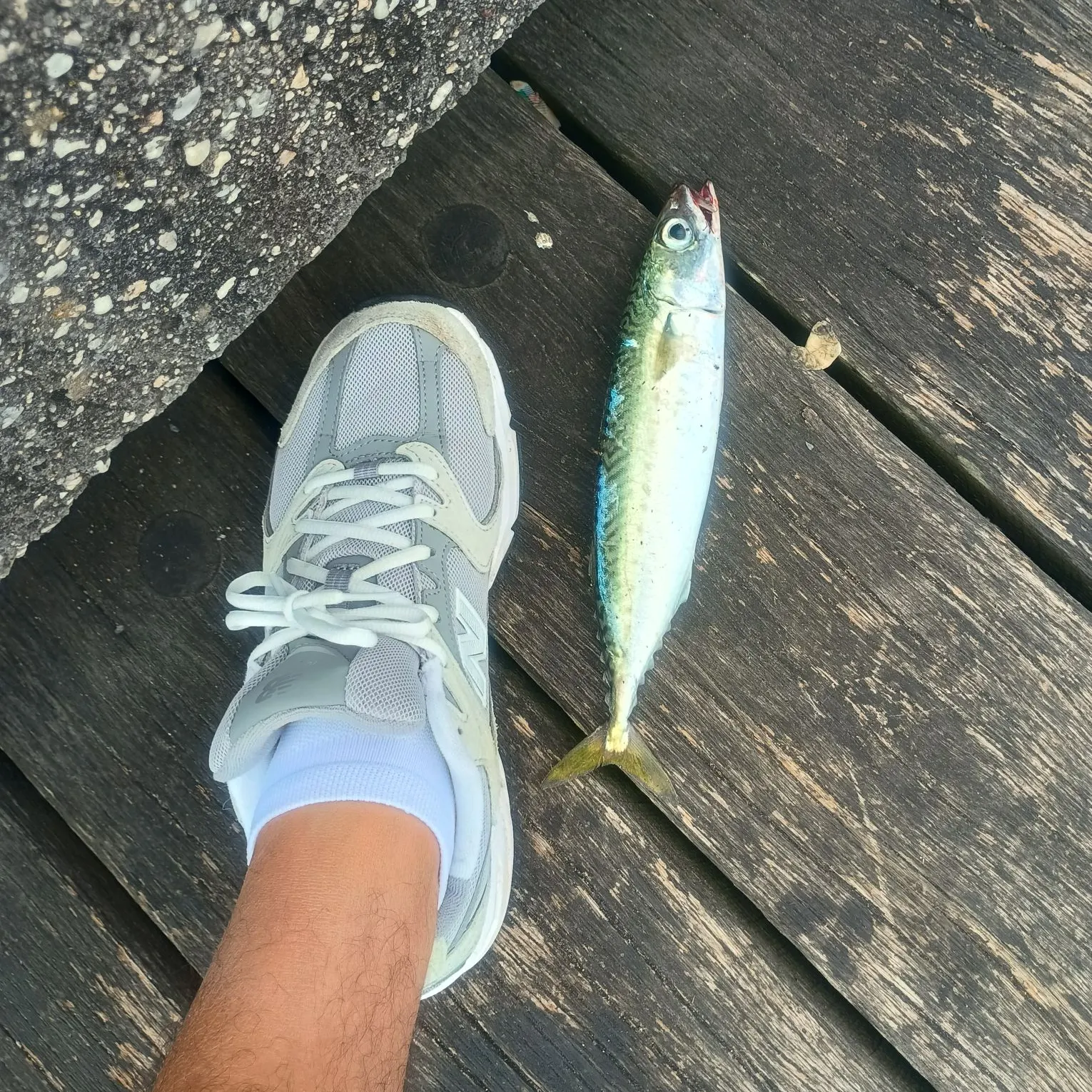 The most recent Narrow-barred Spanish mackerel catches on Fishbrain