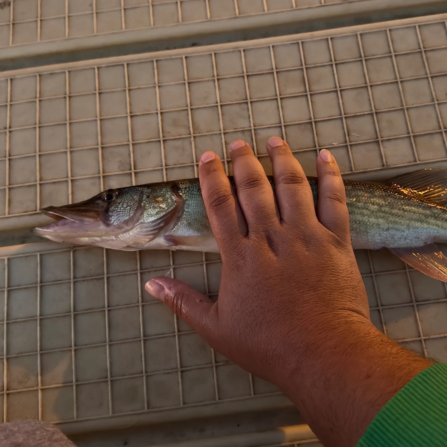 Chain pickerel caught on Fishbrain