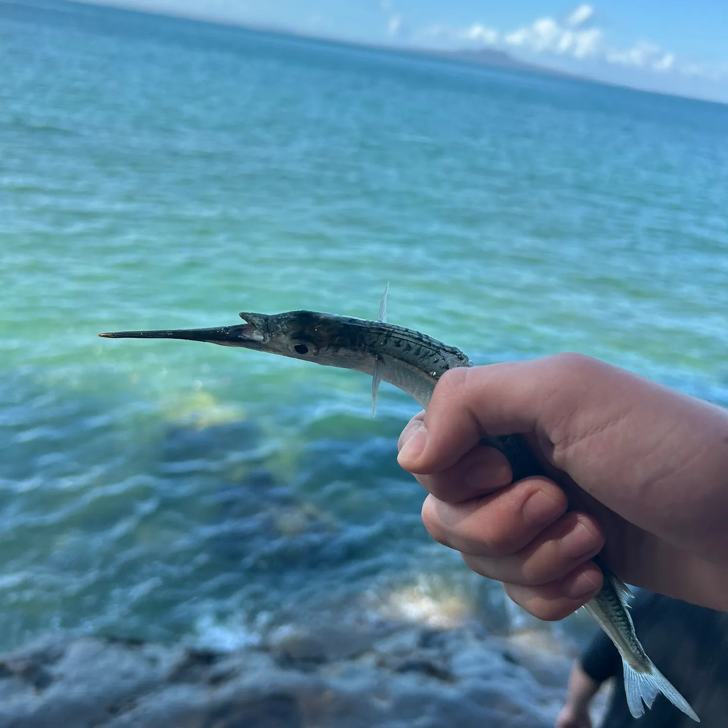 The most recent Needlenose gar catches on Fishbrain