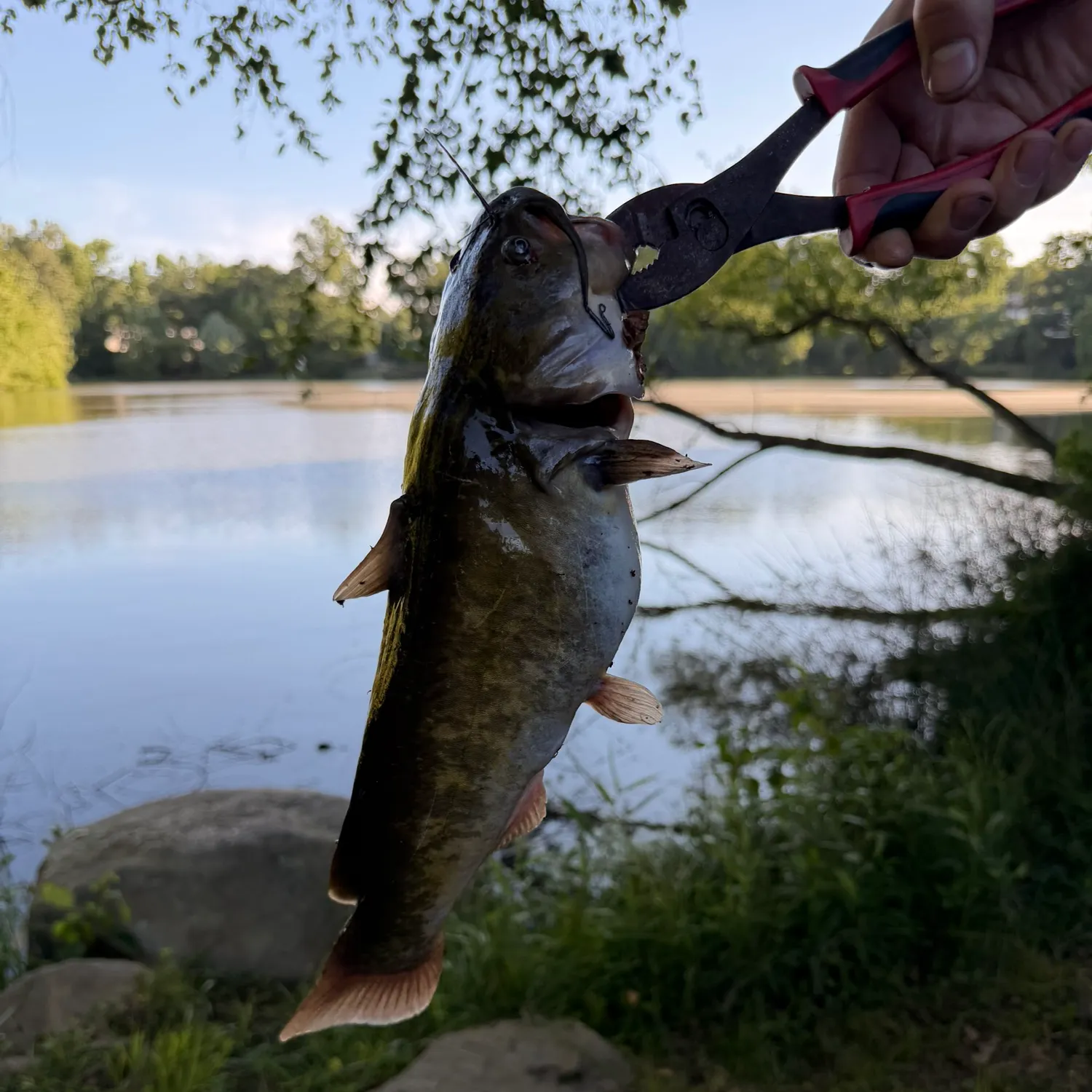 catch