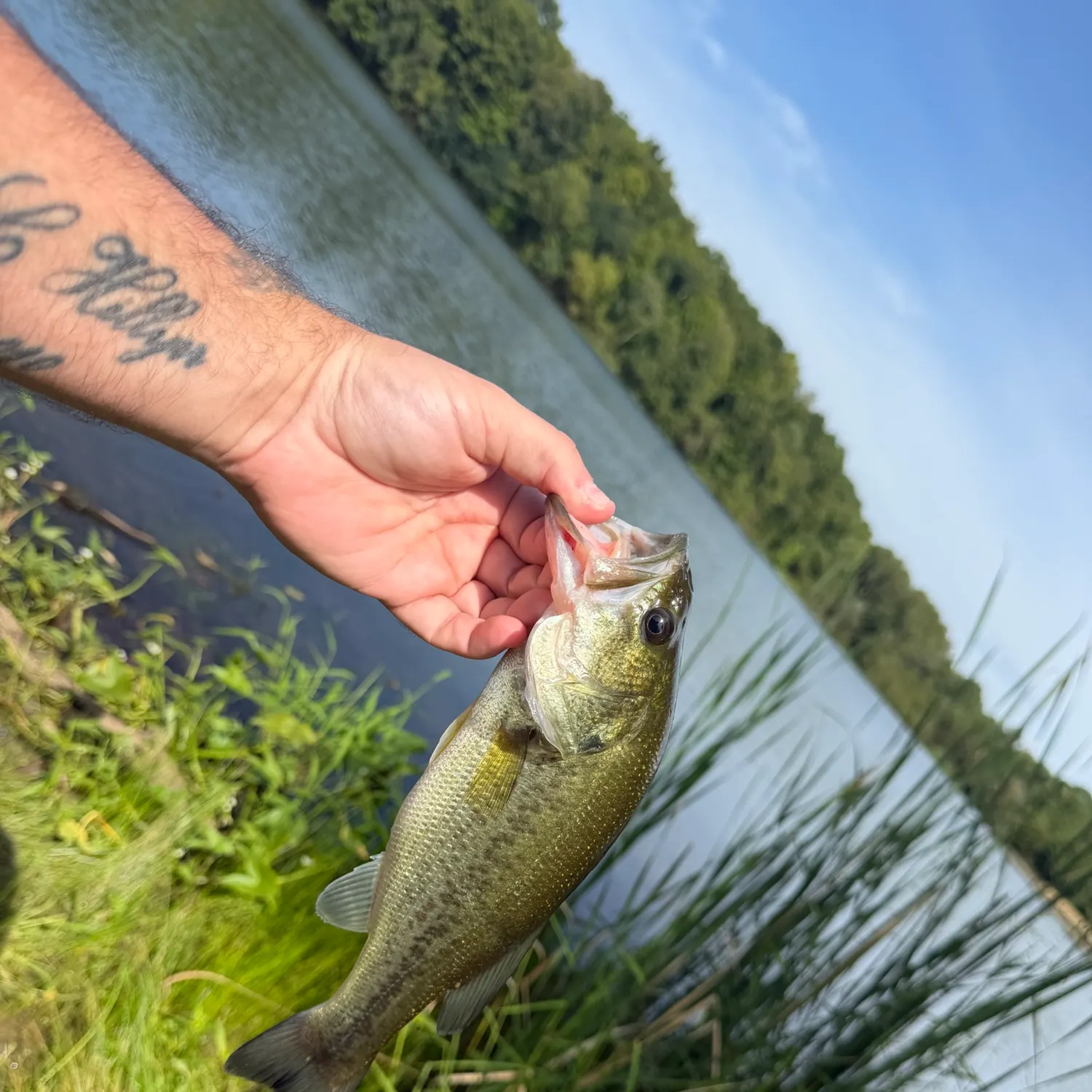 Largemouth bass caught on Fishbrain