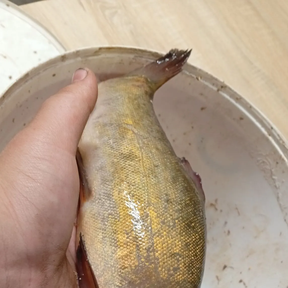 The most recent Tench catches on Fishbrain
