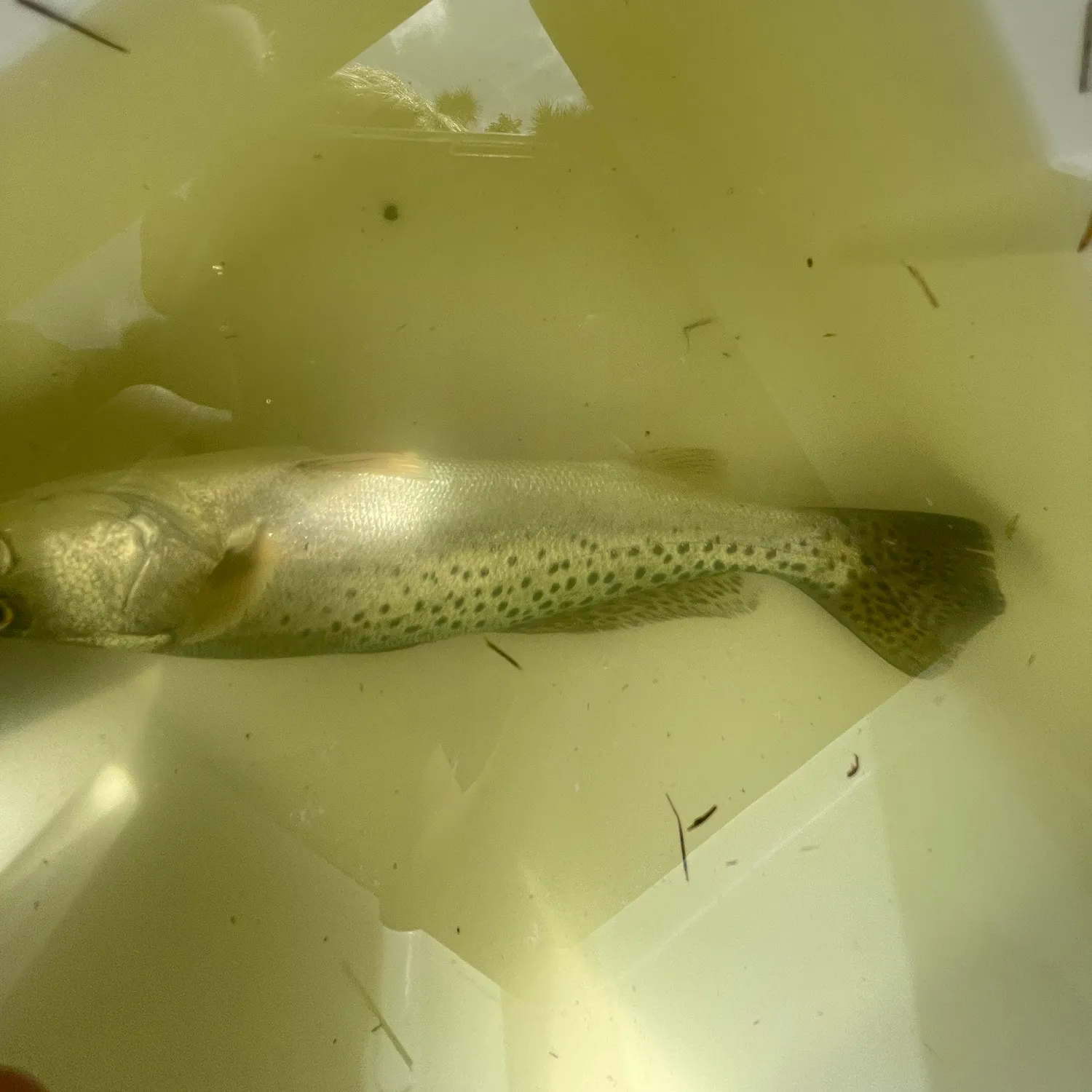 Spotted seatrout caught on Fishbrain