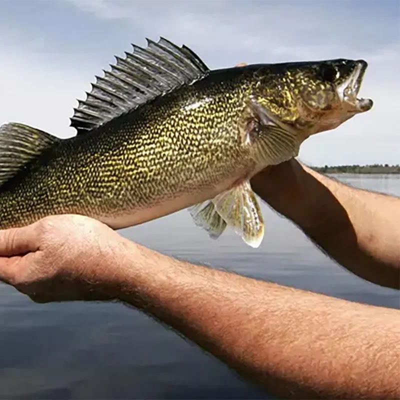 Walleye caught on Fishbrain