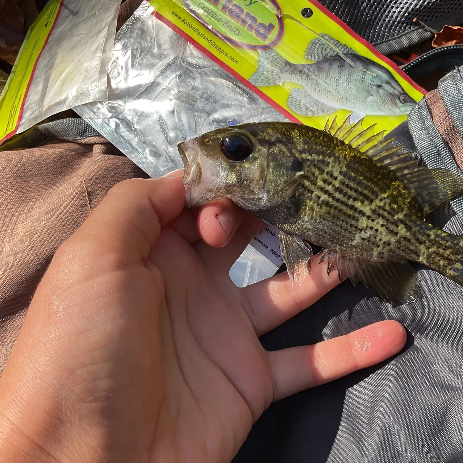 Rock bass caught on Fishbrain